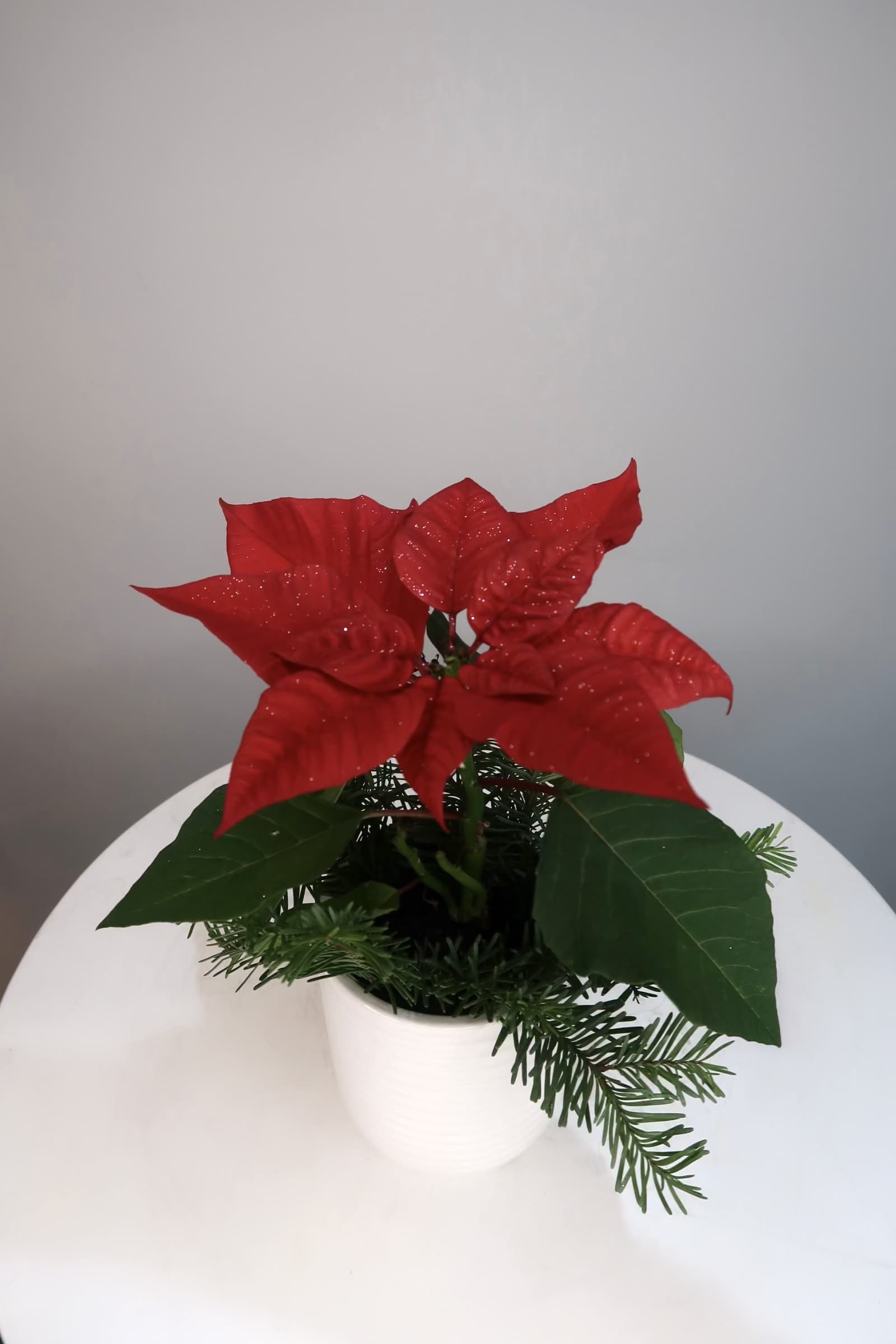 Classic Holiday Poinsettia - A timeless holiday favorite, this classic red poinsettia is beautifully styled with fresh evergreen accents and presented in a sleek white ceramic pot. Known for its rich color and festive charm, the poinsettia is perfect for Christmas decor, seasonal gifting, office styling, or adding warmth to any space. This elegant arrangement offers a traditional holiday look with a modern, refined touch.  Height 8 in Width 6 in
