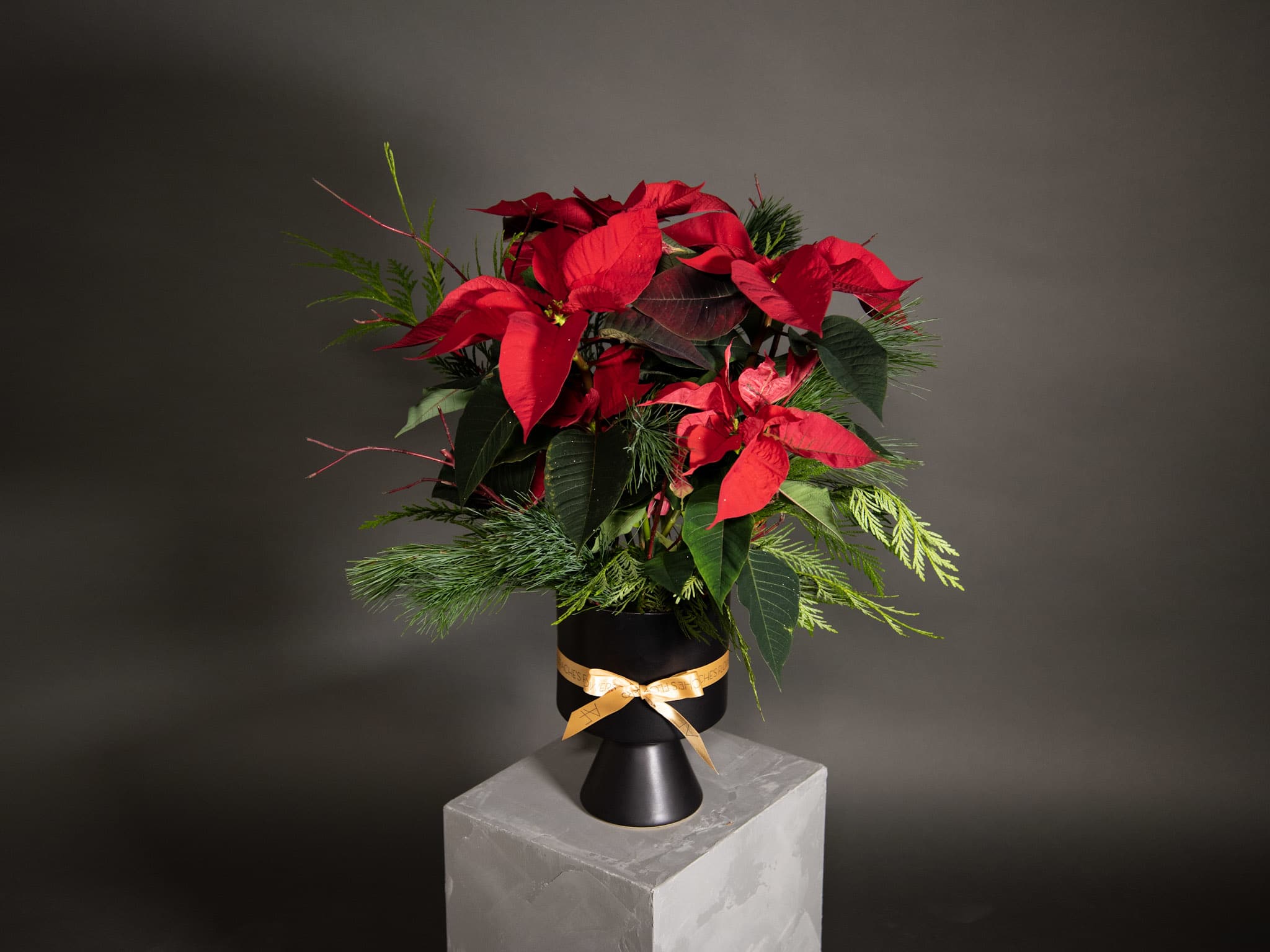 Dressed Up Poinsettia - Potted Plant - This is the most festive plant we carry. It will come dressed with classic evergreens, dogwood twigs and potted in our large ceramic Deville vase.