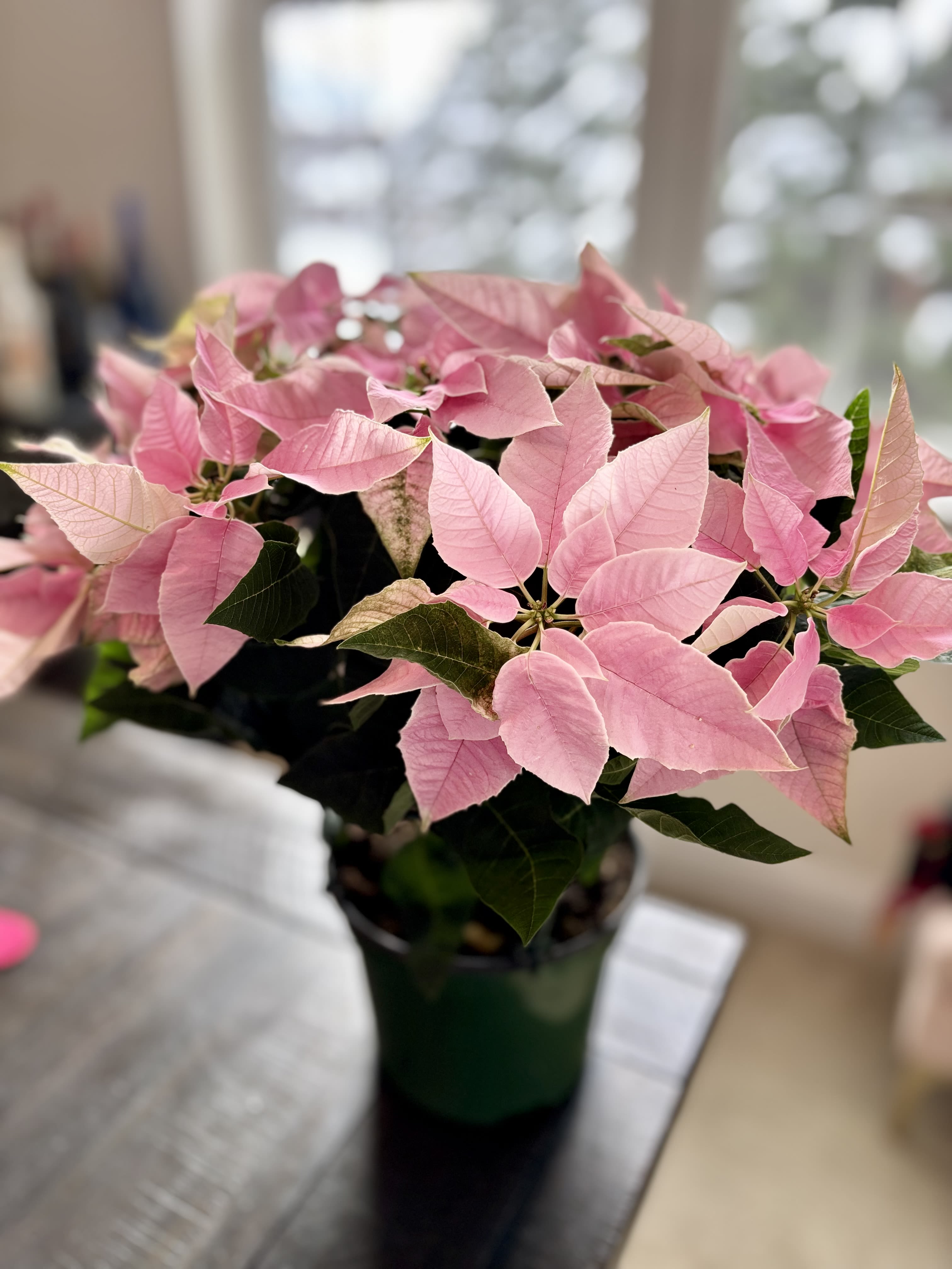 Poinsettia Plant- PRINCETTIA PINK - Bright, cheerful, and full of holiday charm, our Princettia® Pink Poinsettia Plant is a modern twist on a seasonal favorite. Featuring soft pink bracts and fresh green foliage, this eye-catching plant brings a playful pop of color to any space. Perfect for gifting or decorating, the Princettia adds warmth and joy while still feeling light, elegant, and on-trend. A beautiful way to celebrate the season and choose to bloom all winter long.