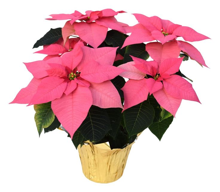 Poinsettia Plant- PINK - Bright, cheerful, and full of holiday charm, our Pink Poinsettia Plant is a modern twist on a seasonal favorite. Featuring soft pink bracts and fresh green foliage, this eye-catching plant brings a playful pop of color to any space. Perfect for gifting or decorating, the poinsettia adds warmth and joy while still feeling light, elegant, and on-trend. A beautiful way to celebrate the season and choose to bloom all winter long.