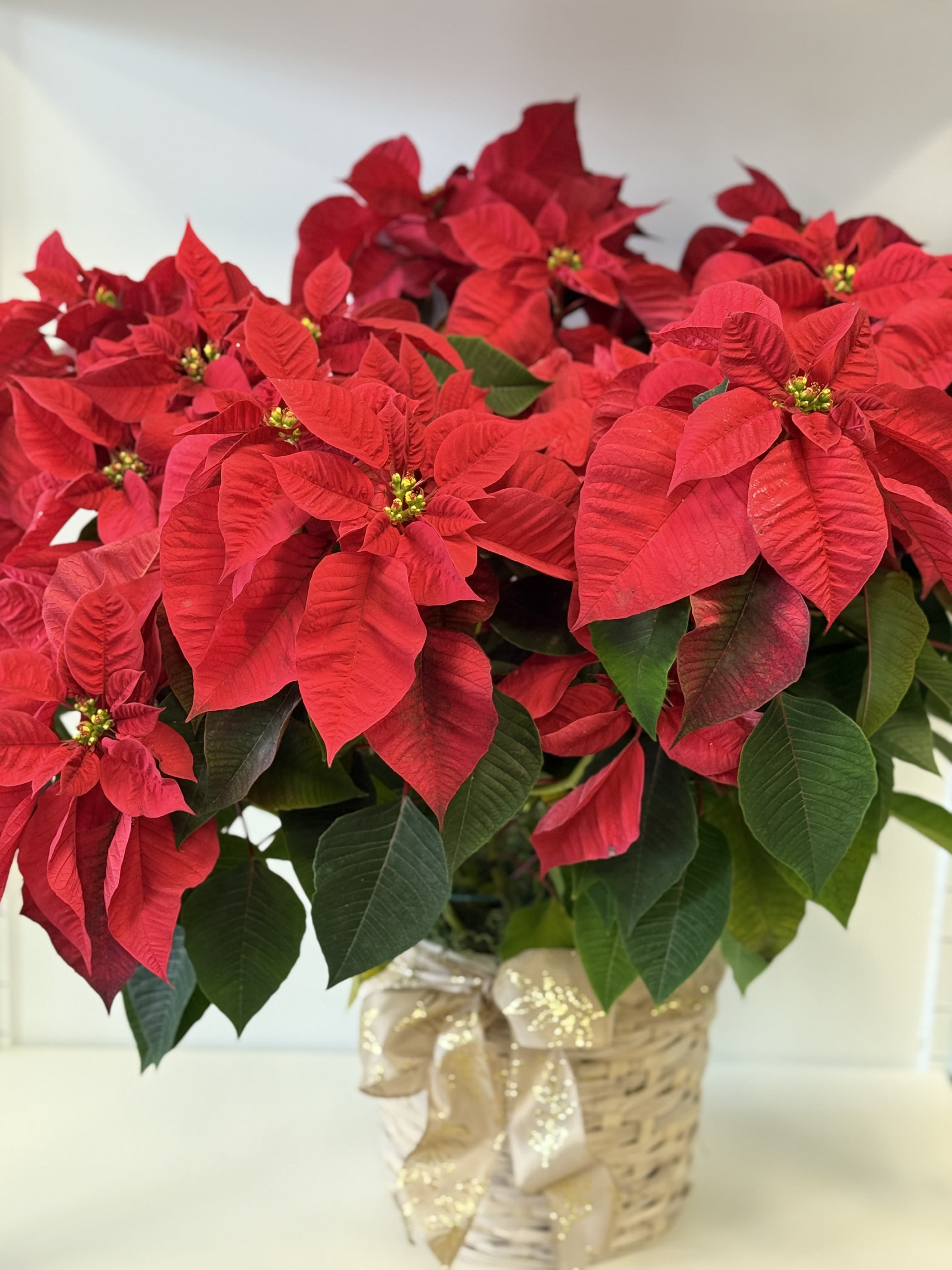 Poinsettia - Ideal for holiday décor, hostess gifts, or spreading seasonal cheer, the poinsettia brings elegance and festive color to homes, offices, and celebrations. Easy to care for and long-lasting with proper light and watering, it’s a thoughtful way to celebrate the season in style.