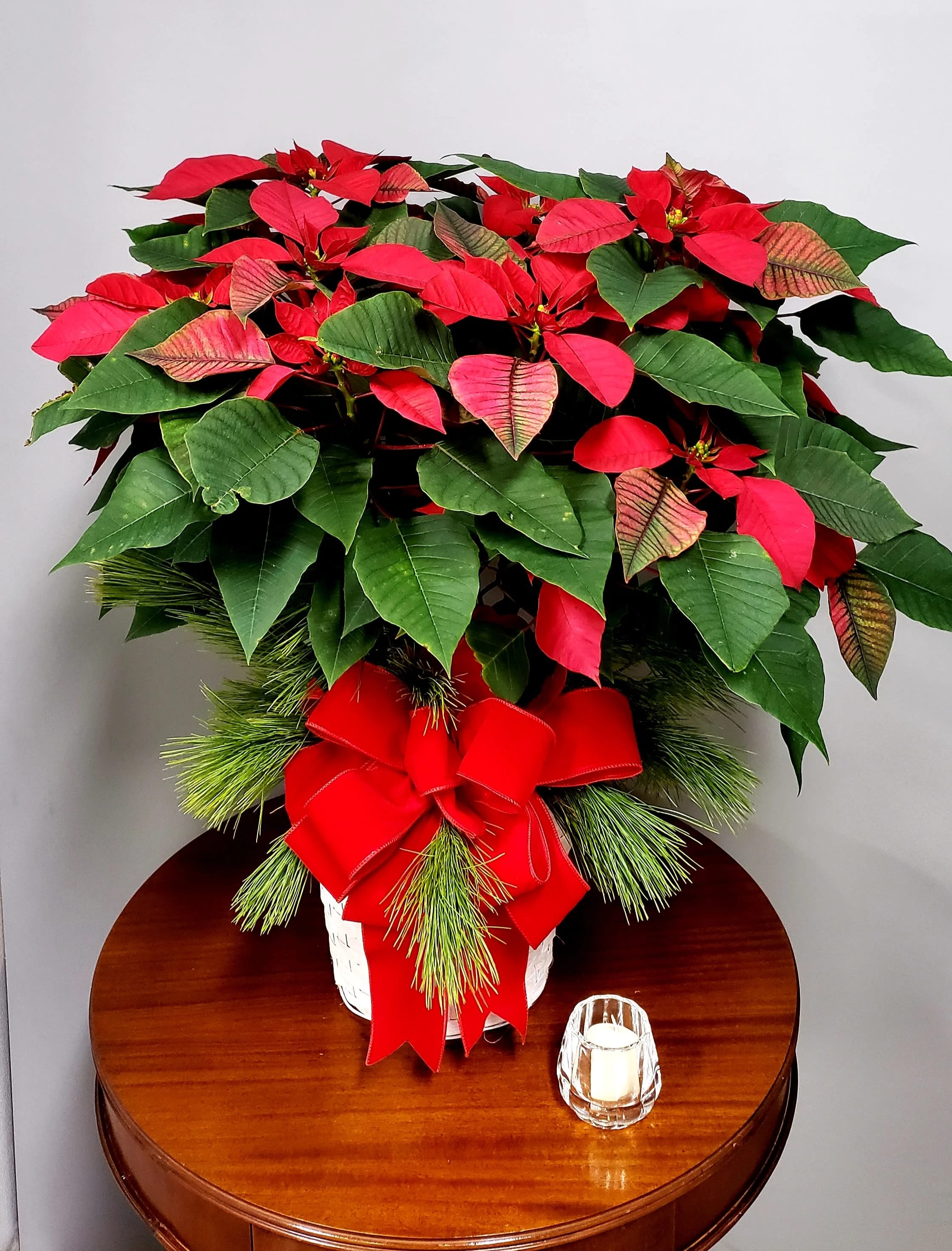 Red Poinsettia Plant - A beautiful 10" poinsettia plant in an elegant hand-woven basket.   (BASKET COLOR MAY VARY)