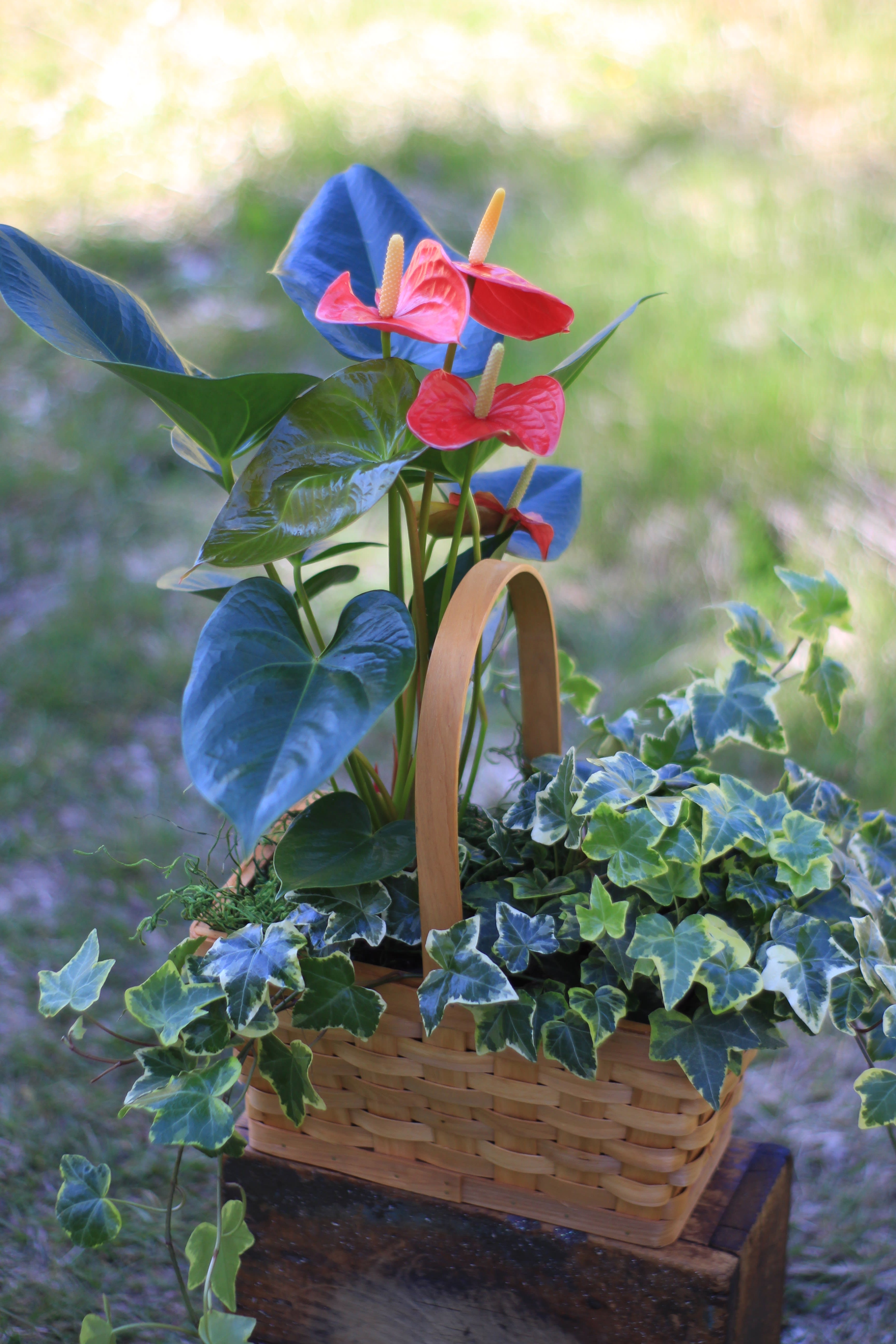 Dynamic Duo Plant Basket - A stunning tropical anthurium, also known as laceleaf paired with a flowing ivy plant in a natural basket. Indoor tropical plants.