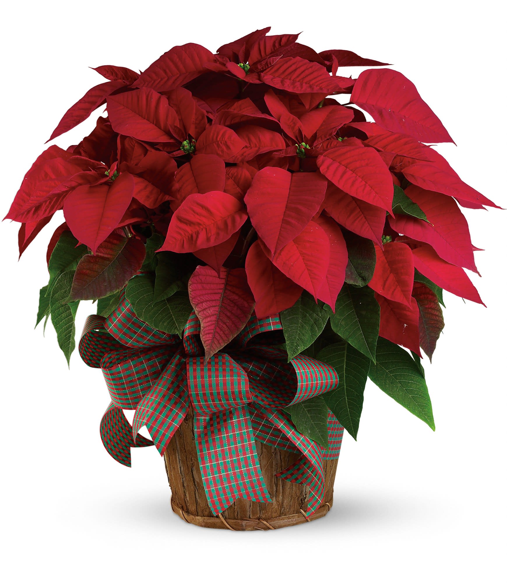 Red Poinsettia in Basket - A large red poinsettia is delivered in a 8" natural container that's all wrapped up with a beautiful red taffeta ribbon. It's a beautifully traditional gift - with a sizable difference! Approximately 24" W x 25" H.  T122-3A