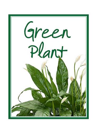 Green Plant Deal of the Day - Let our Designers pick the perfect, in season, green plant for your special occasion.