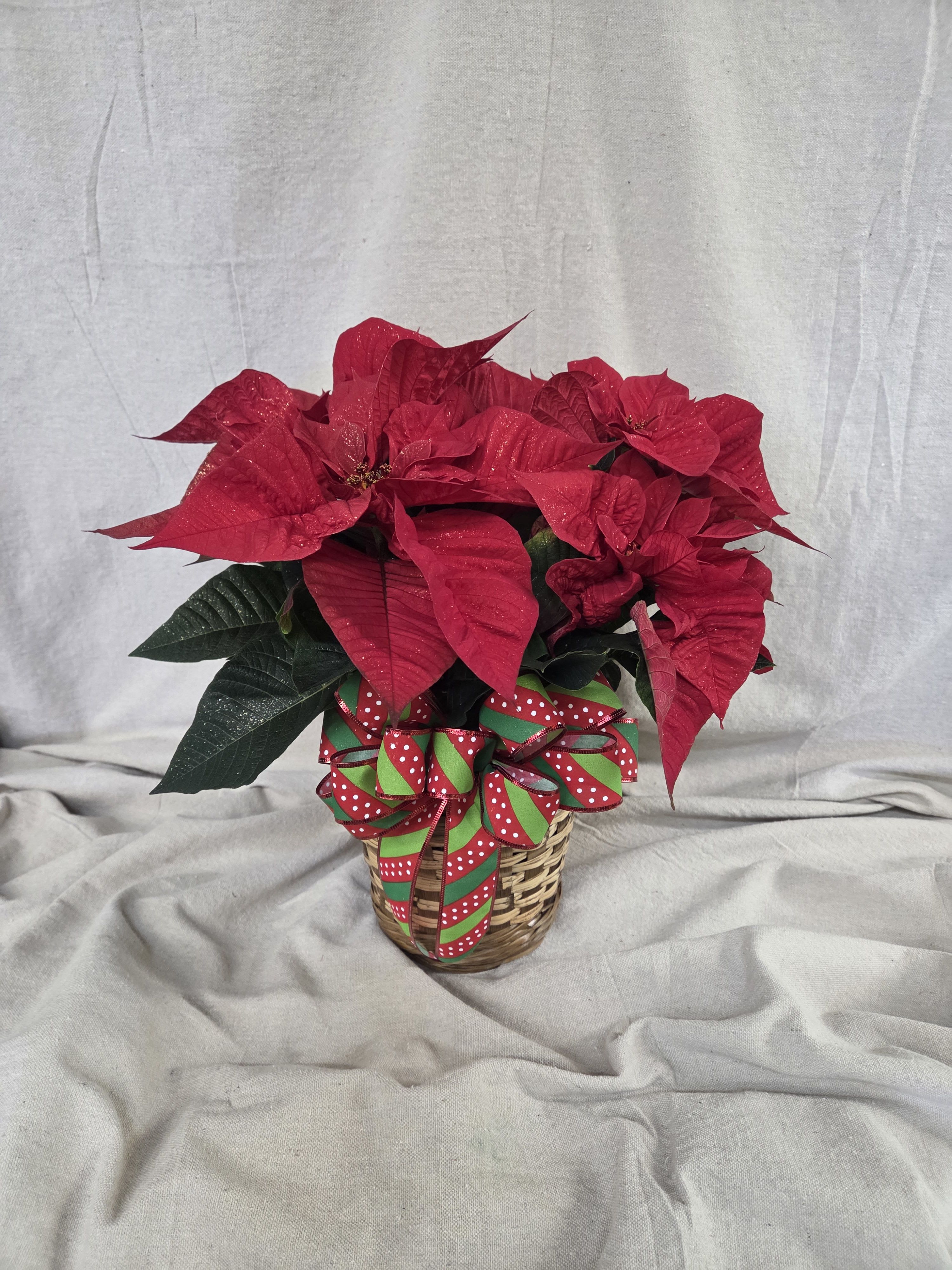 Plant - Poinsettia - 6" Red Poinsettia