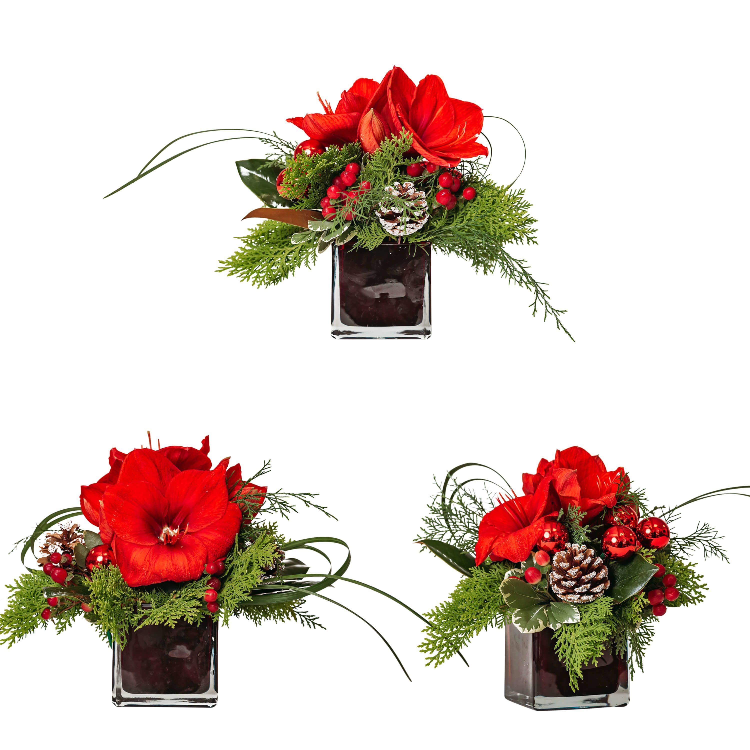 Friends at the Table - Trio -  Company is here! Whether you are expecting a few or many, there is a Friends at the Table mix just for you! Amaryllis flowers adorned with Pinecones, ornaments, in cute cubes. Buy more than one to make a centerpiece and a nice gift for your guests.