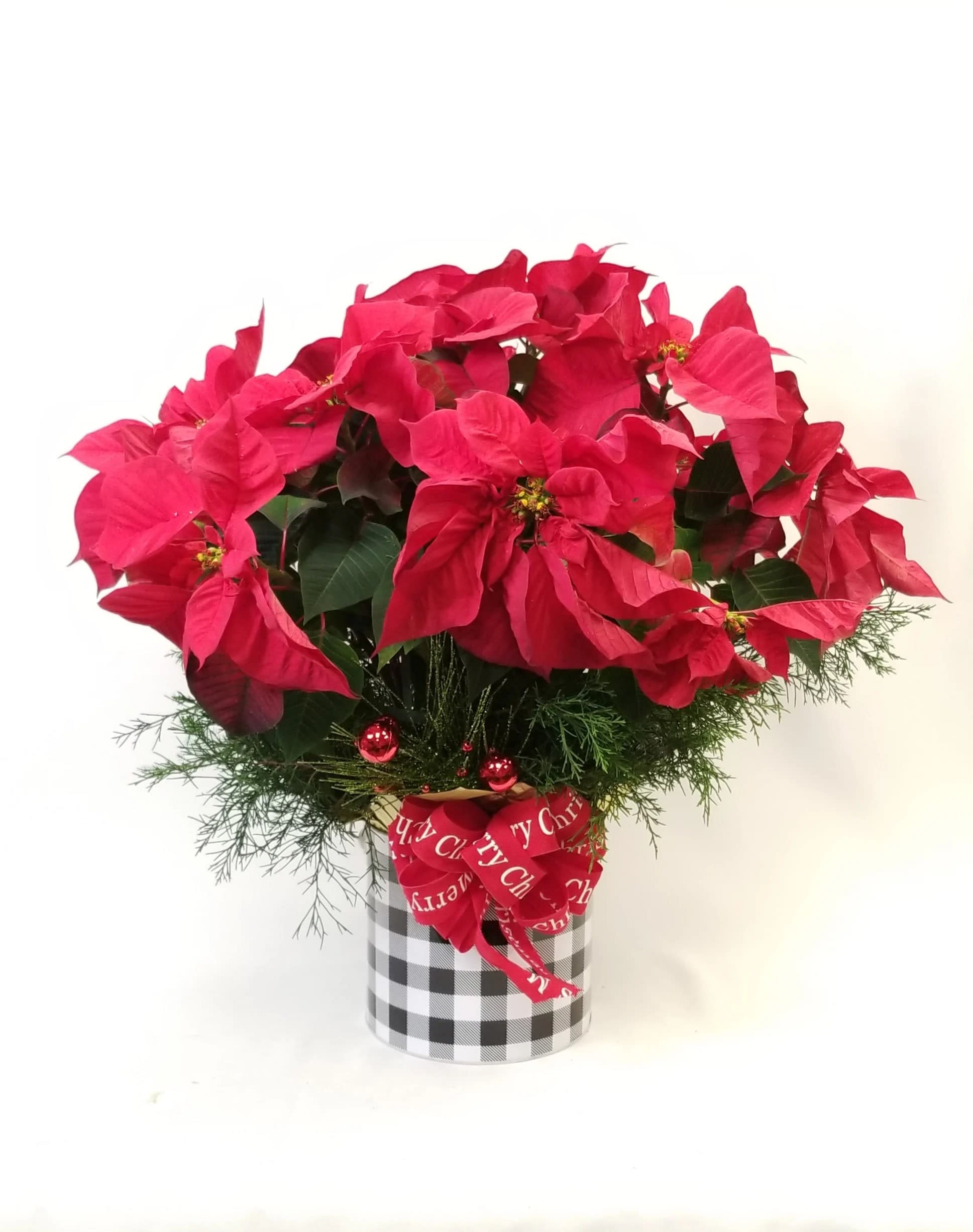 Extra Large Poinsettia Plant – Holiday Plant for Same-Day Delivery - A festive extra-large poinsettia plant, beautifully styled to celebrate the holiday season. Perfect for Christmas décor, seasonal gifting, or bringing warmth and color into any space.  Plant size, pot style, and red tones may vary slightly based on availability, while maintaining overall quality, fullness, and value.  • Extra-large poinsettia plant • Classic holiday red tones • Ideal for Christmas gifting and seasonal décor  Plant size and container may vary slightly depending on availability.