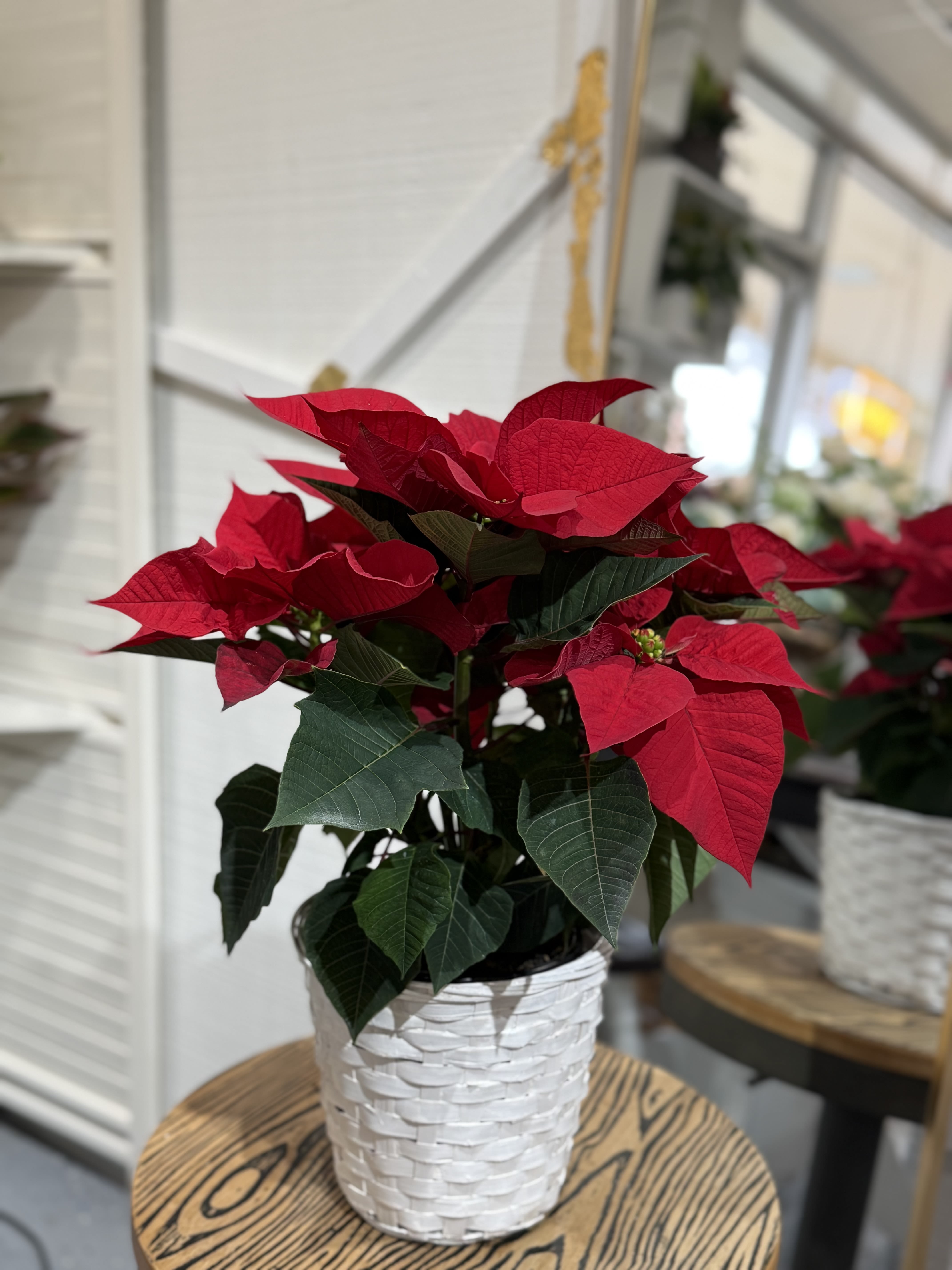 Merry &amp; Bright Poinsettia - A timeless holiday favorite—our Merry &amp; Bright Poinsettia comes beautifully set in one of our hand-woven baskets. Its full, festive blooms make it a wonderful gift or décor piece for creating a warm atmosphere. Will include a festive bow Basket style varies.