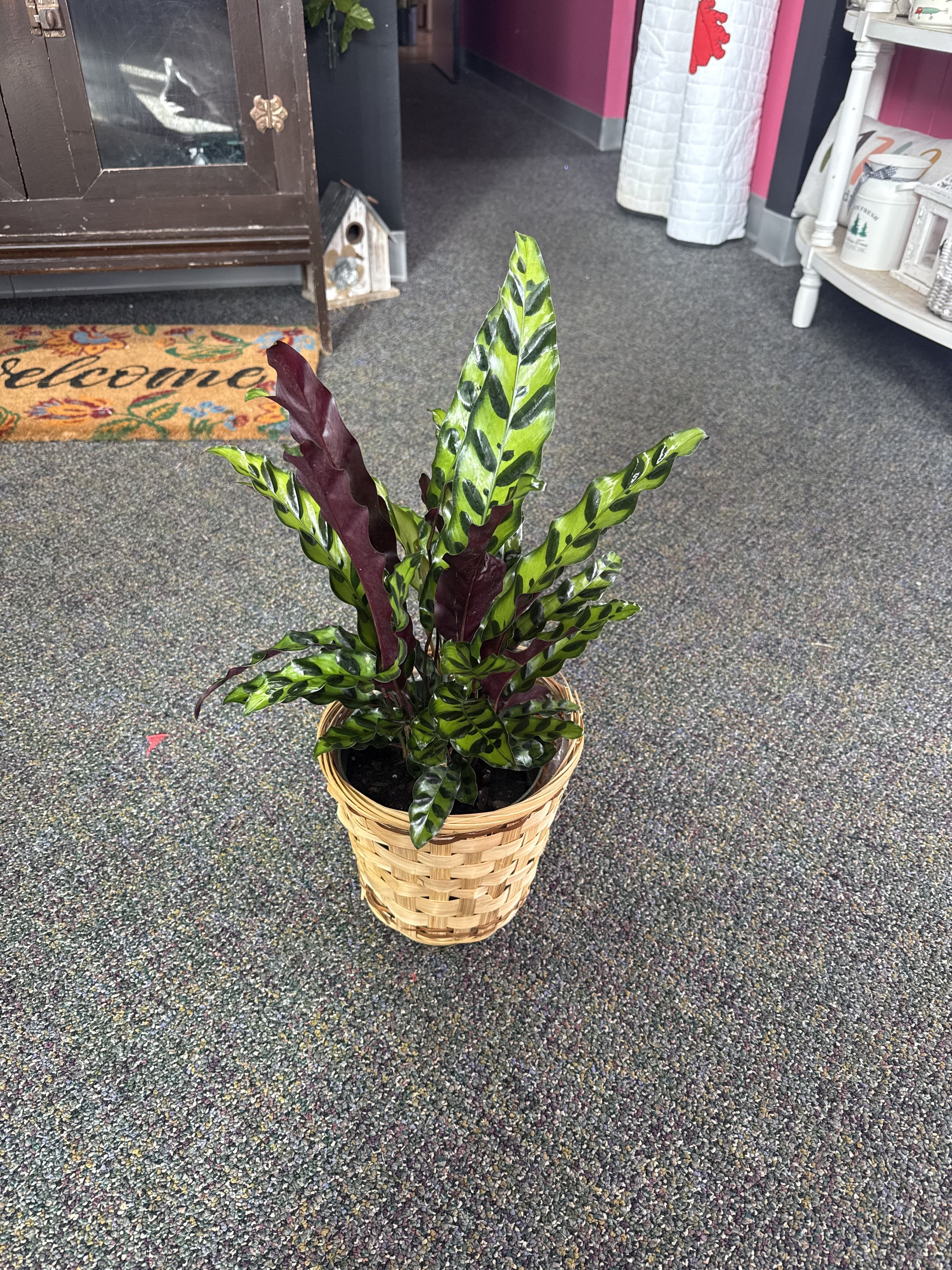 6” Rattlesnake Calathea — Green Plant - Add a touch of tropical elegance to your space with our 6” Rattlesnake Calathea. Known for its striking lance-shaped leaves adorned with dark green patterns and deep purple undersides, this plant brings both beauty and a sense of calm to any room. Perfect for tabletops, shelves, or plant corners, the Rattlesnake Calathea thrives in indirect light and appreciates consistent moisture, making it an ideal companion for indoor plant lovers. Easy to care for and visually captivating, it’s a statement piece that adds life and style to your home or office.