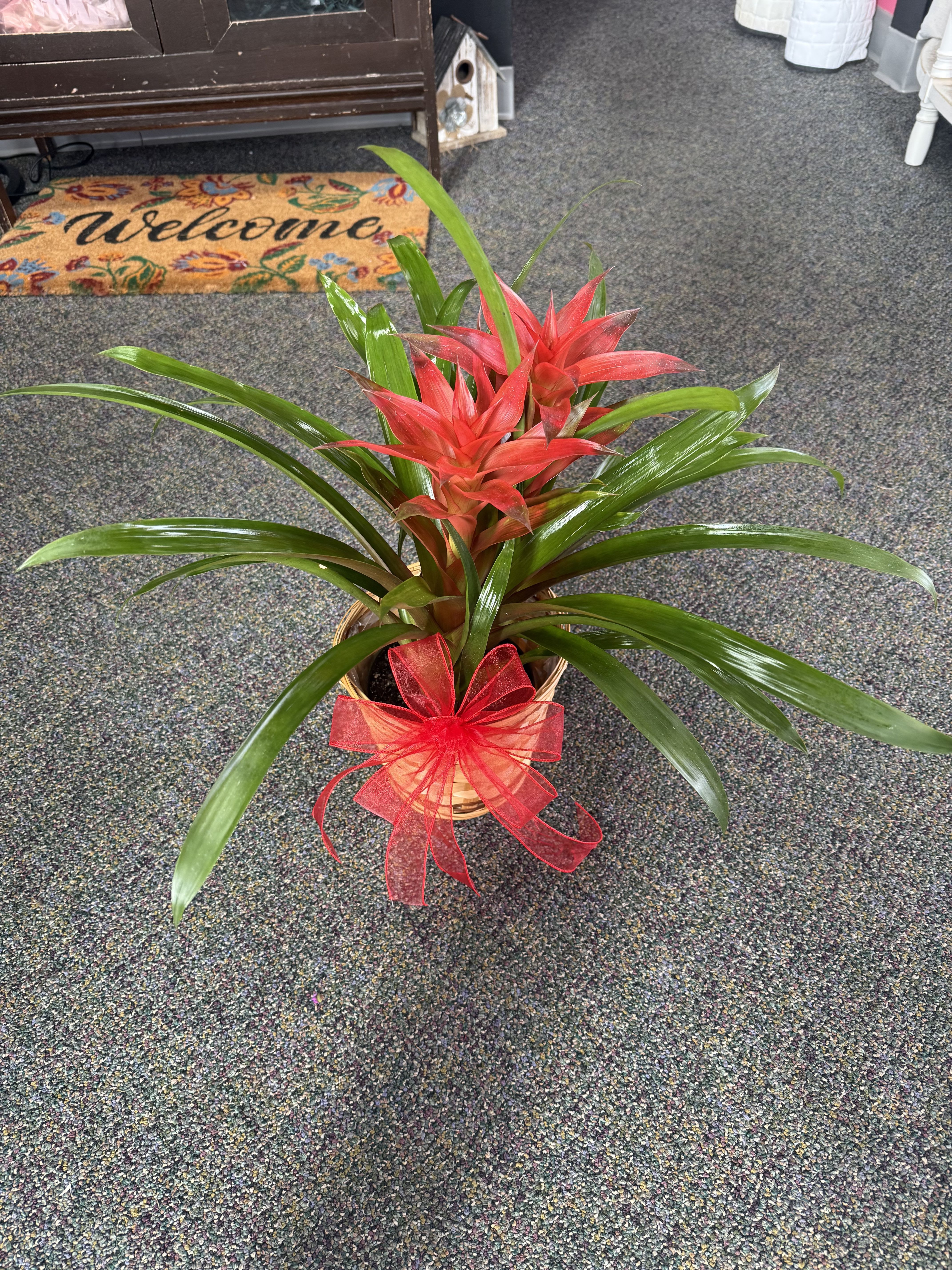 6" Double Bromeliad -- Green Plant - A one of a kind DOUBLE BROMELIAD!!!