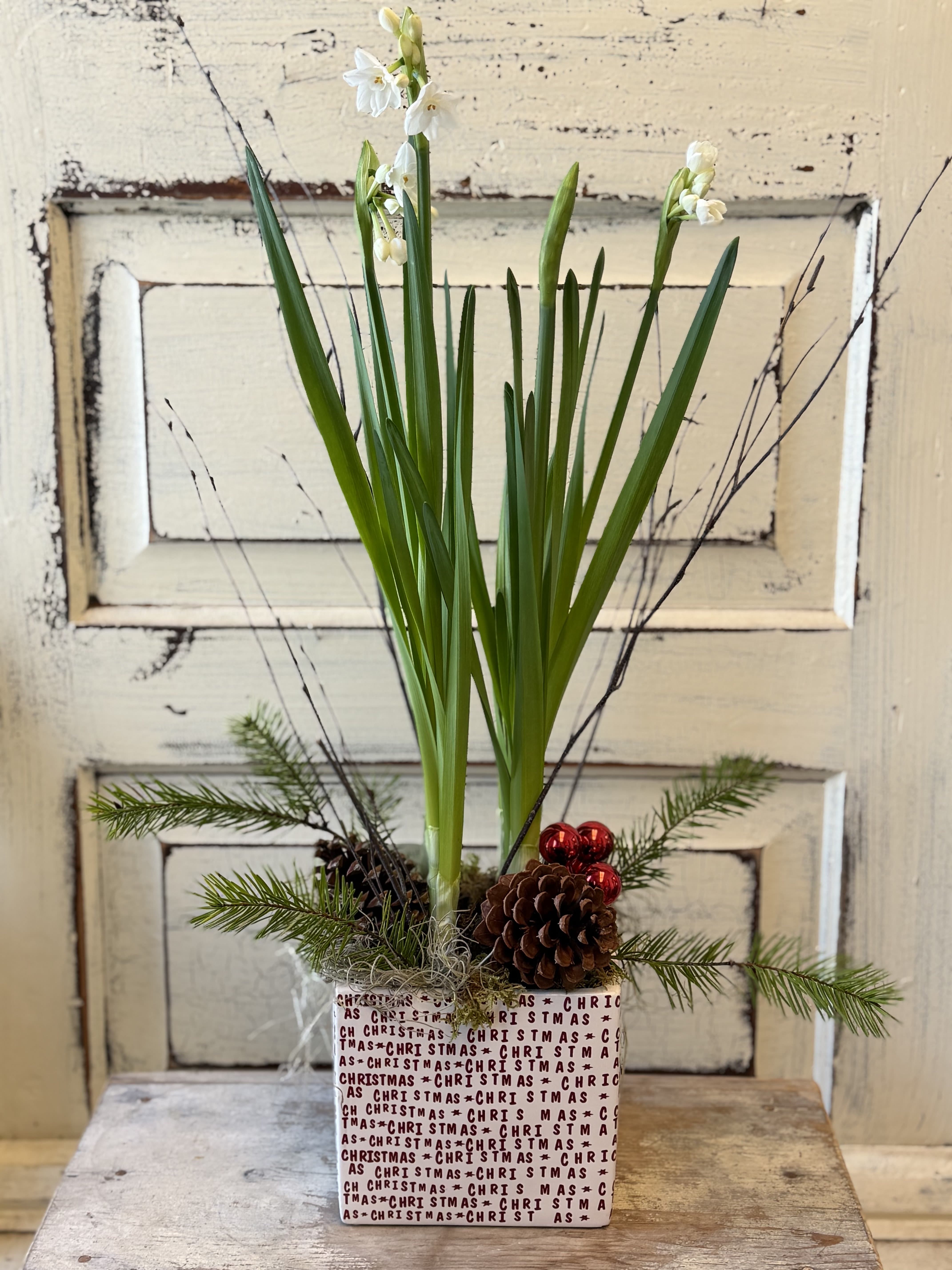 Paperwhite Plant in Christmas Cube - A white bulb plant that will bloom and provide fragrance for weeks is nestled in a wooden box with sprigs of evergreen, branches and pinecones. The ceramic cube measures 6x6" and the plant stands about 24" tall.