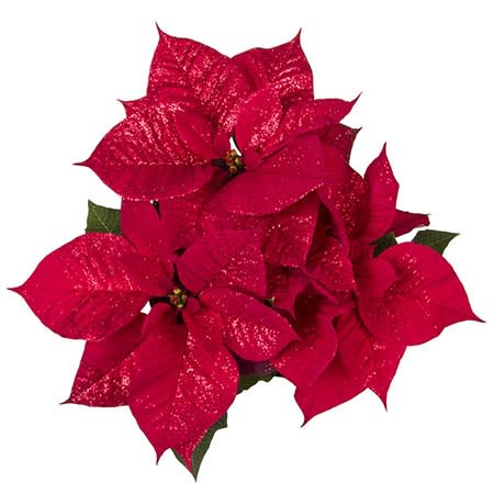 Assisted Living Facilities Blooming Poinsettias - Quantity of 8, 4.5" blooming poinsettia plants delivered to our local assisted living facilities. Our team will deliver these blooming poinsettias to local facilities of your choice. Let's spread the Joy this Christmas season to the men and women living in these wonderful facilities. The poinsettias' will be placed in their dining rooms to be seen on their tables to enjoy as they share meals together.