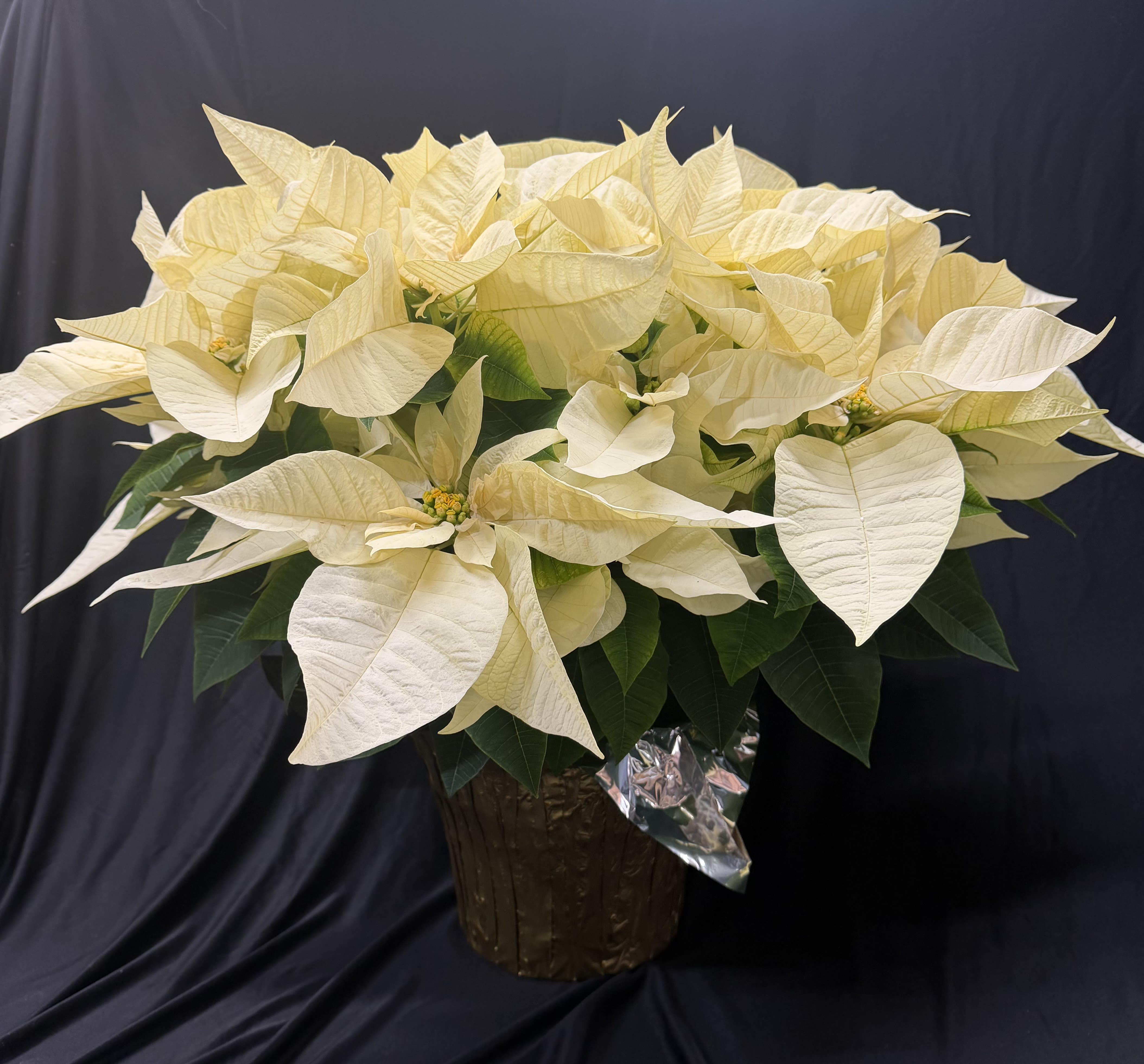White Poinsettias - 10' White Poinsettia, foiled pot and decorated with a bow
