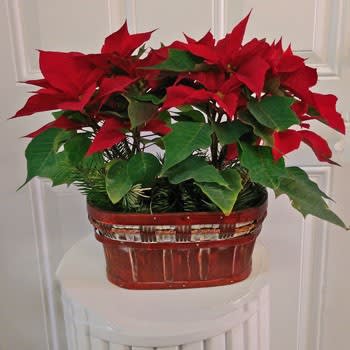 Double Poinsettia - The planter holds two 4" poinsettias - shown here in red.  Please note the container may be different but still seasonal. 