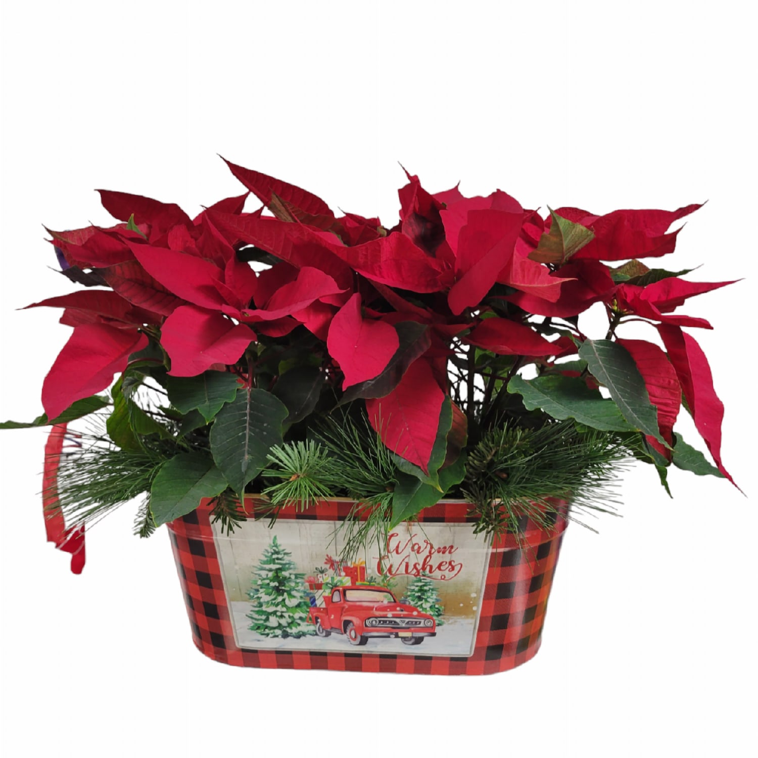 LARGE DOUBLE POINSETTIA - Two 6" red poinsettias in one of our very festive holiday tins!