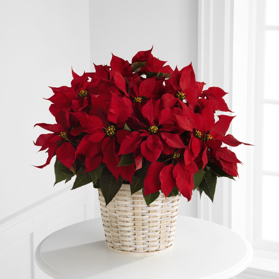 The 8" Red Poinsettia Basket - The traditional holiday blooming plant, a Christmas Poinsettia, with its dark leaves and deep red flowers is the perfect gift for family and friends.  This is the 8" size shown;  the deluxe and premium priced poinsettia has special designer accents! OTHER COLORS AVAILABLE - PLEASE CALL OR JUST LEAVE NOTE THAT ANY COLOR OK...