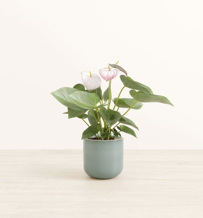 Anthurium Plant - mini - Anthurium plants bring a lively, tropical vibe to your home. This plant likes humidity, and would be happy in a bathroom near a sunny window. Anthurium flower colors vary depending on availability - we often carry plants with pink, red, peach, purple, or white blooms. Ceramic planter sold separately.  Size: Plant container measures 4" in diameter  Light: Bright, indirect light is best for Anthurium  Water: 1-2 times per week, mist occasionally  