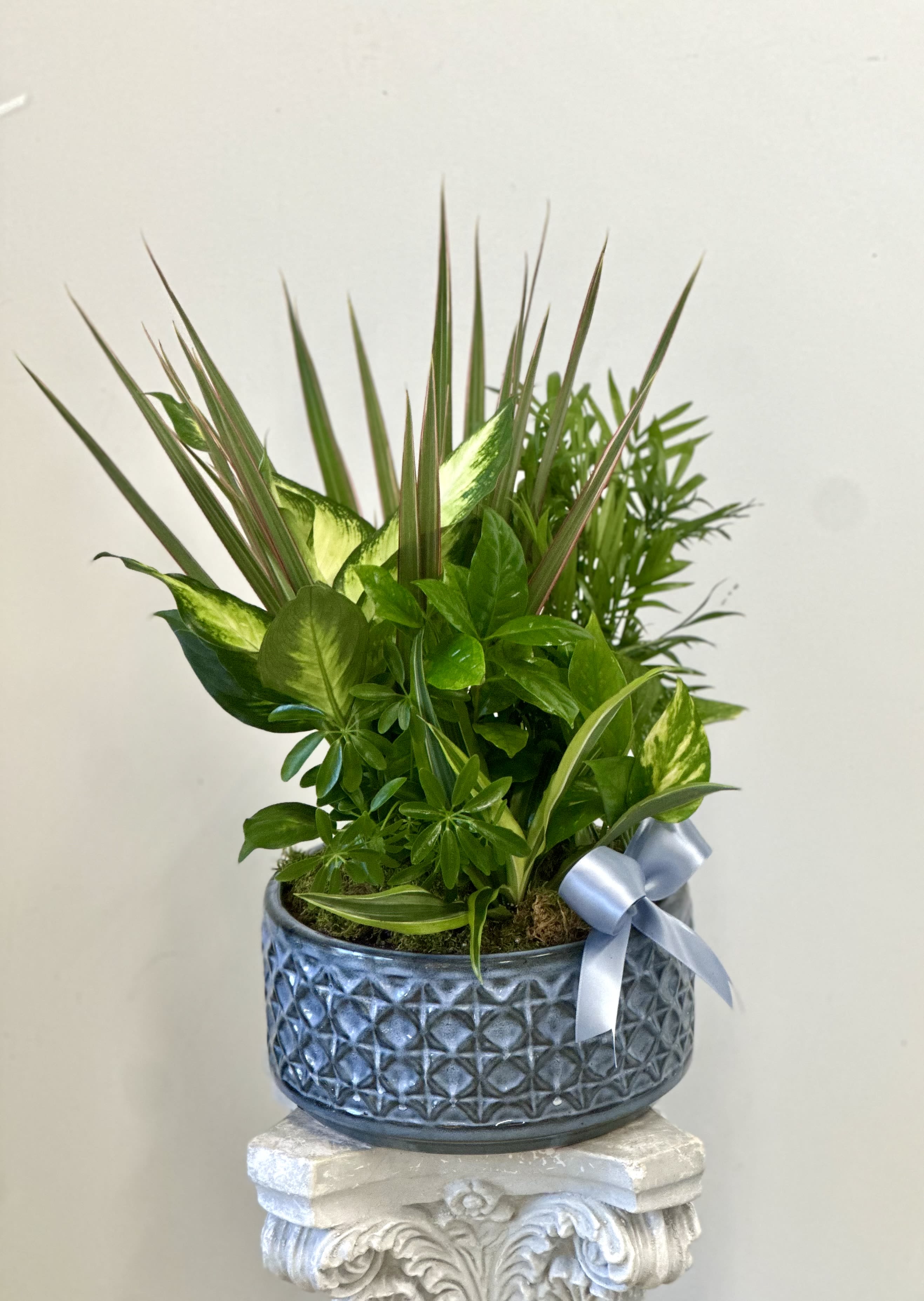 Dish Garden by Westford Florist Art by Veny 10-inches - Elevate the ambiance of your home or workspace with our stunning Dish Garden 10-inches. Crafted by Westford Florist Art by Veny, this impeccably designed arrangement features a beautiful assortment of green plants in a sleek ceramic 10 inches pot. This piece adds a touch of sophistication and tranquility to any room. Bring the outdoors inside and create a peaceful atmosphere with this timeless addition to your decor. Embrace nature's beauty while enhancing the aesthetics of your space with our carefully curated Dish Garden. Please note that while container colors may vary as well as plants, the overall look and appearance are guaranteed to add an element of unique charm to each individual piece. Elevate your surroundings today with Westford Florist's exquisite Dish Garden 10-inches.