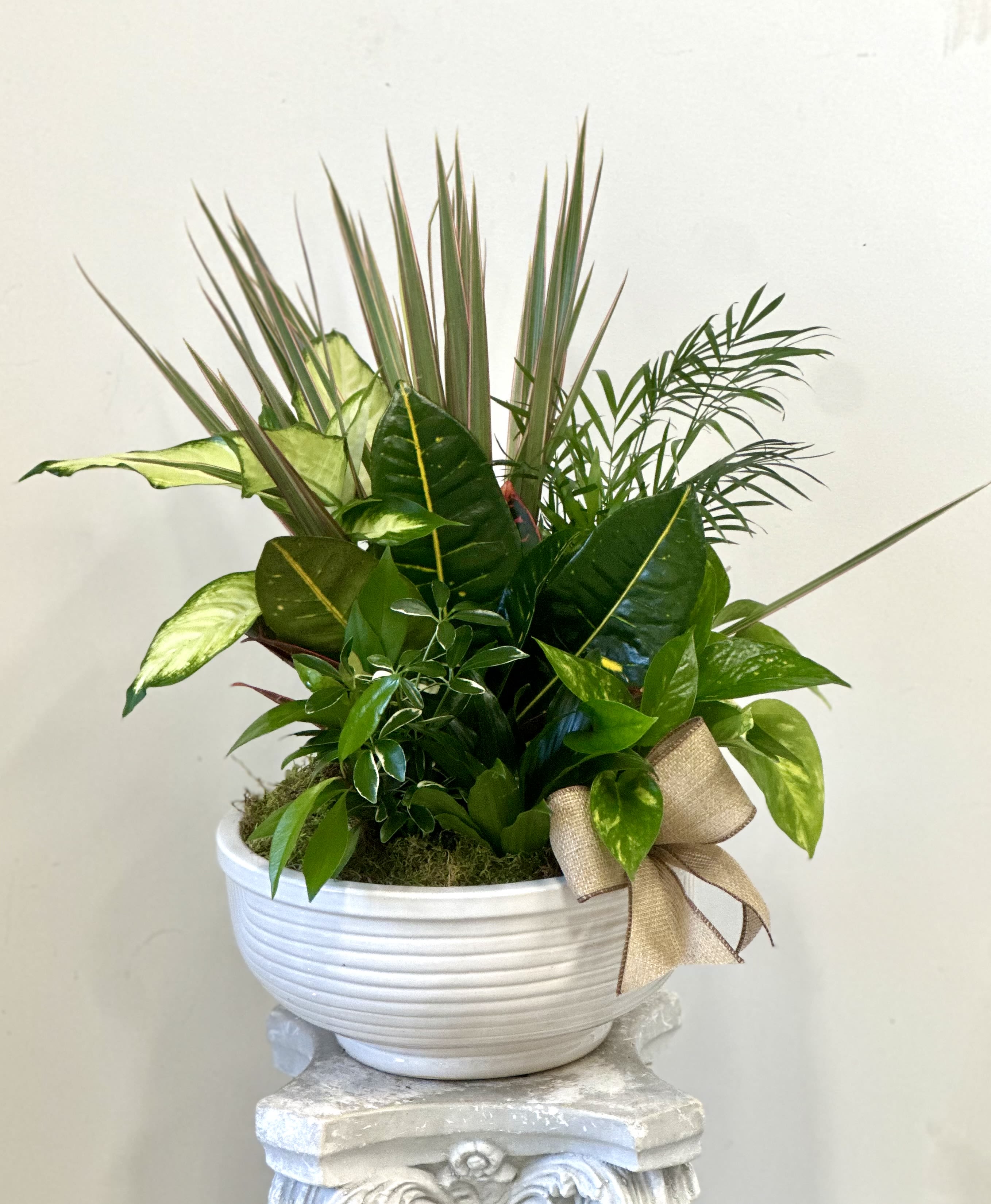 Dish Garden 12"  by Westford Florist Art by Veny - Elevate the ambiance of your home or office with our stunning Dish Garden by Westford Florist Art by Veny. Carefully crafted to perfection, this botanical masterpiece features a delightful assortment of green plants housed in a chic 12-inch ceramic pot. Embrace the beauty of nature within your living space and create a serene atmosphere that exudes elegance. Whether placed on a tabletop or displayed as a centerpiece, this timeless arrangement is sure to enhance any room's decor. Please note that container colors and plant varieties may vary, ensuring each Dish Garden is unique and one-of-a-kind. Bring the outdoors in with style and grace by adding this exquisite piece from Westford Florist to your collection today!