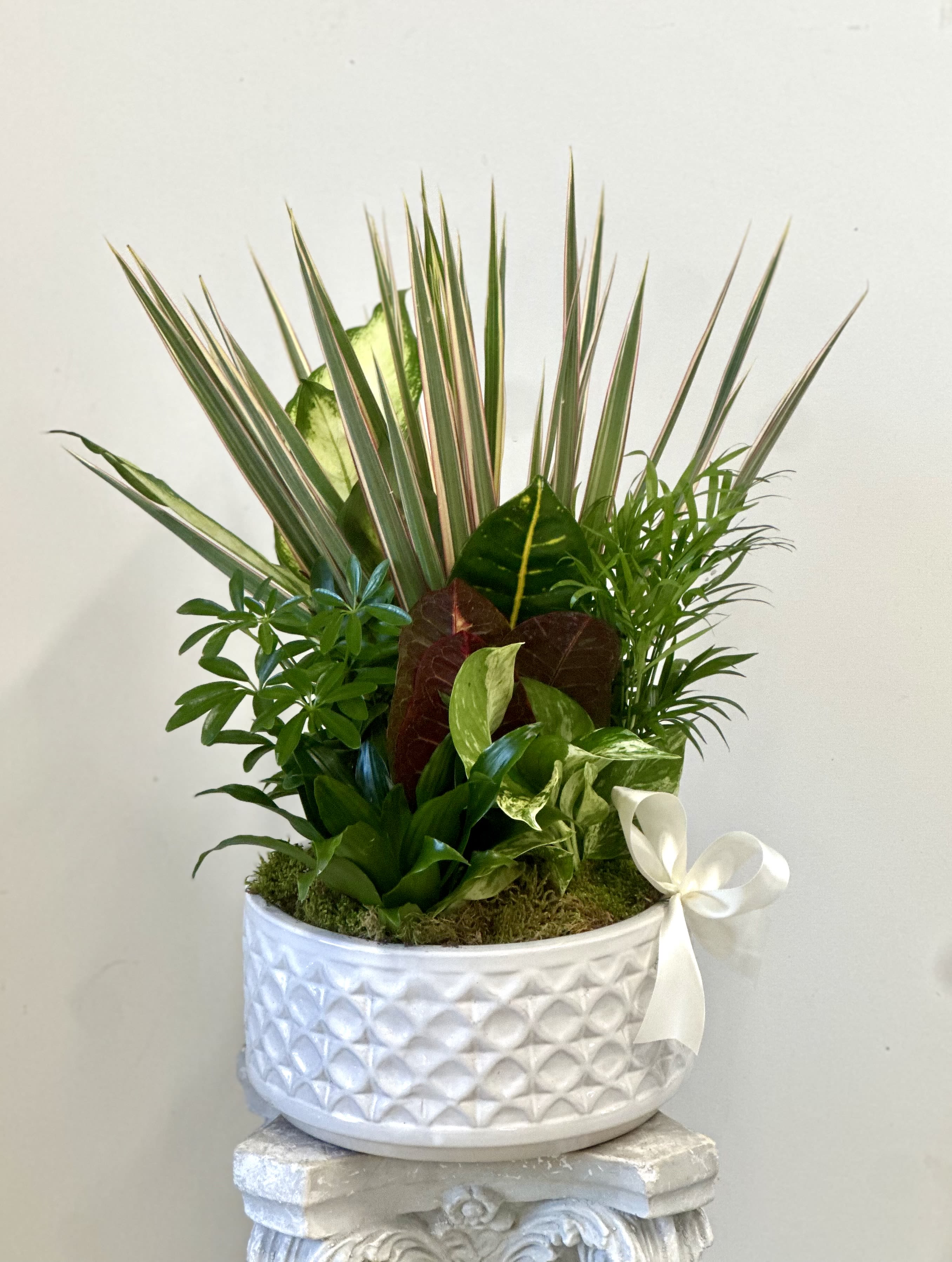 Dish Garden Westford Florist 10" - Enhance the aesthetics of your living space with our meticulously curated Dish Garden. Measuring approximately 10 inches this exquisite arrangement by Westford Florist boasts a harmonious blend of lush green plants nestled within a sophisticated ceramic pot. Bring nature indoors and add a touch of elegance to your home or office with this timeless piece by Westford Florist. Elevate your decor effortlessly with our Dish Garden and enjoy the beauty of foliage all year round. Container colors and plants will vary but the overall look and appearance will be the same.