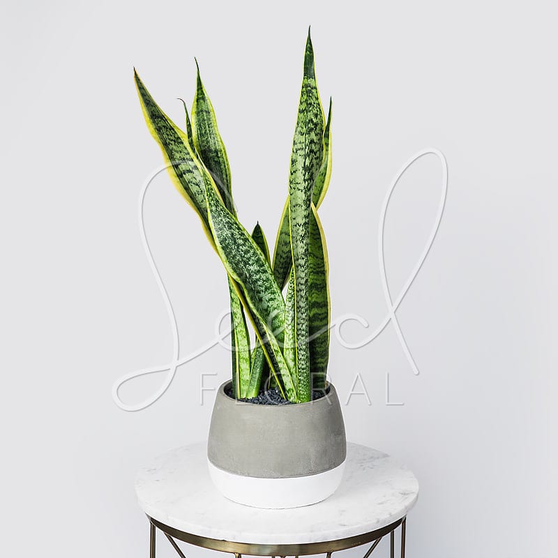 Ash Pot with Snake Plant - 8" Two Tone Cement Planter arranged with Snake Plant and Grey Deco Gravel