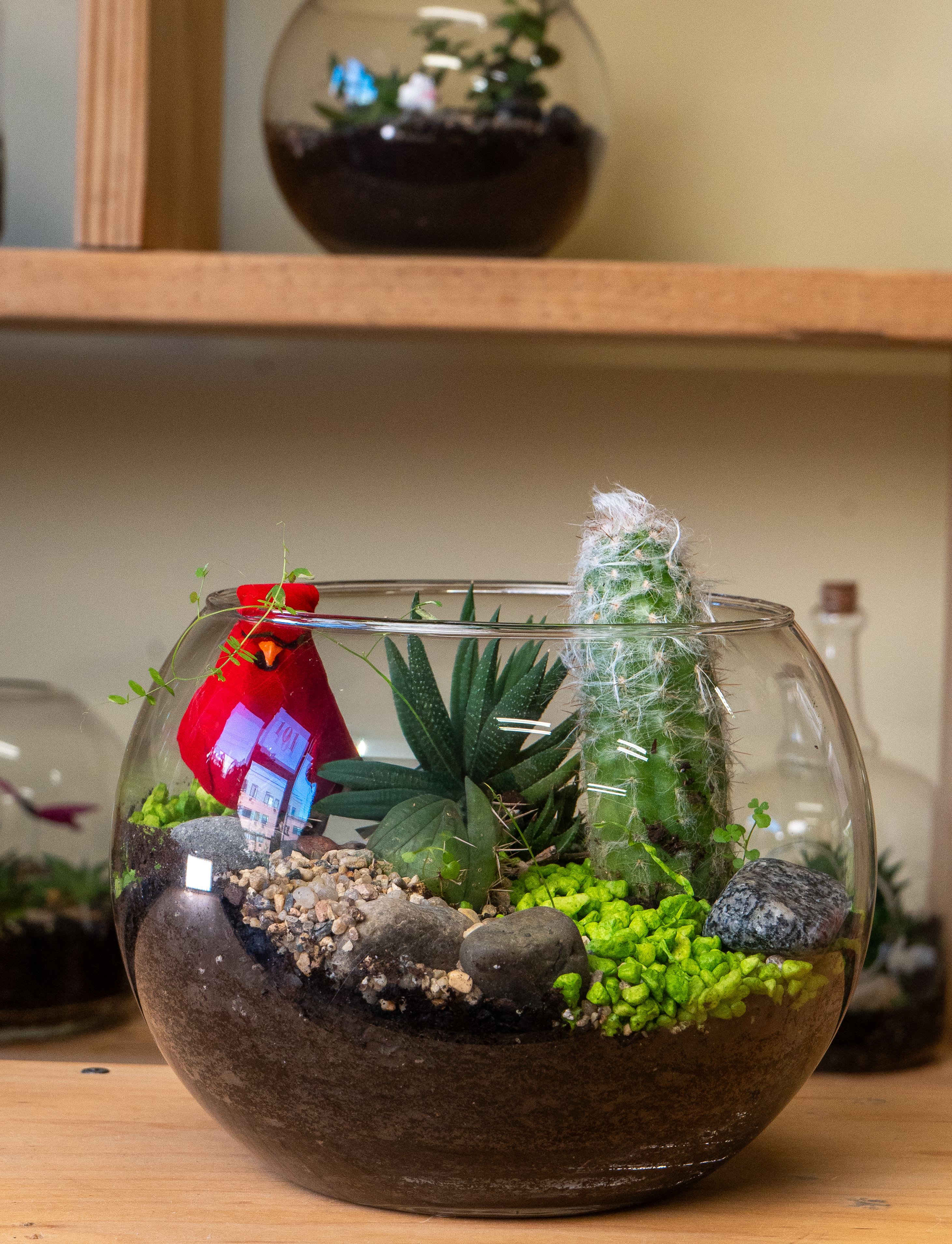 Bowl Terrarium  - A Bowl  terrarium is a self-contained, miniature ecosystem inside a clear glass container, often with a narrow neck, that recycles its own water and air, creating a humid microclimate for humidity-loving plants like ferns and mosses, requiring only indirect light and minimal intervention once established, acting as a living sculpture or educational tool for observing nature's cycles