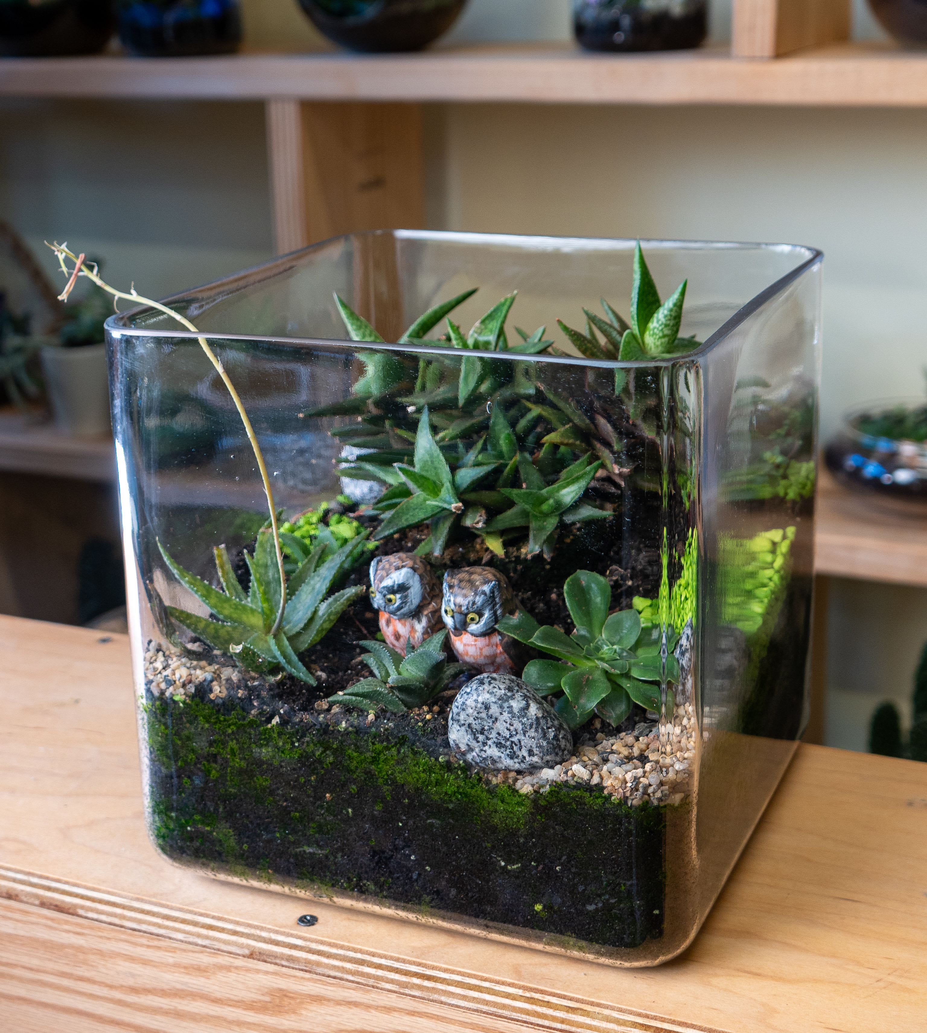 Cube  terrarium -  Cube terrarium is a self-contained, miniature ecosystem inside a clear glass container, often with a narrow neck, that recycles its own water and air, creating a humid microclimate for humidity-loving plants like ferns and mosses, requiring only indirect light and minimal intervention once established, acting as a living sculpture or educational tool for observing nature's cycles