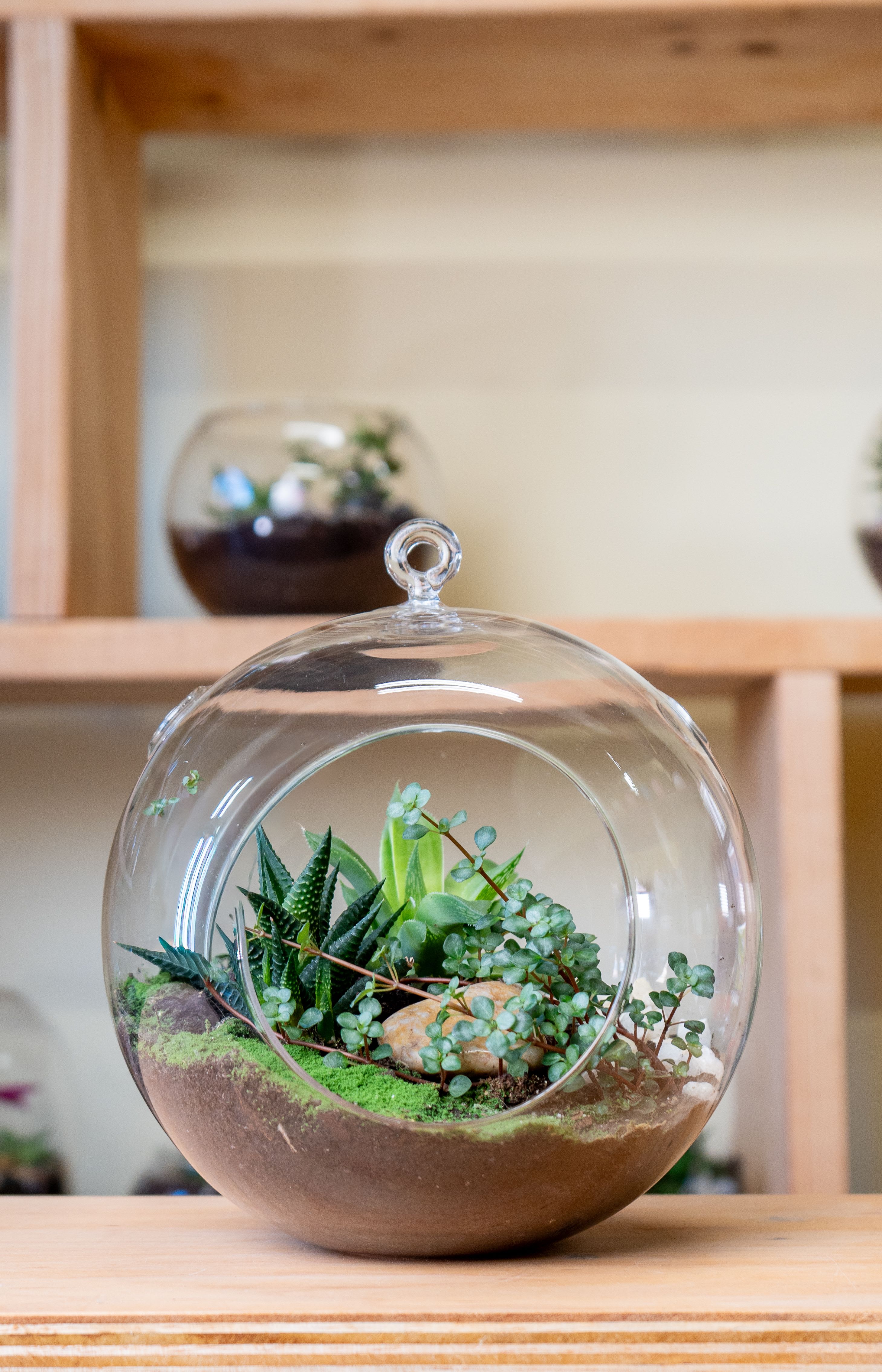 Medium Hanging Garden Sphere - Self-contained, miniature ecosystem inside a clear glass container, often with a narrow neck, that recycles its own water and air, creating a humid microclimate for humidity-loving plants like ferns and mosses, requiring only indirect light and minimal intervention once established, acting as a living sculpture or educational tool for observing nature's cycles