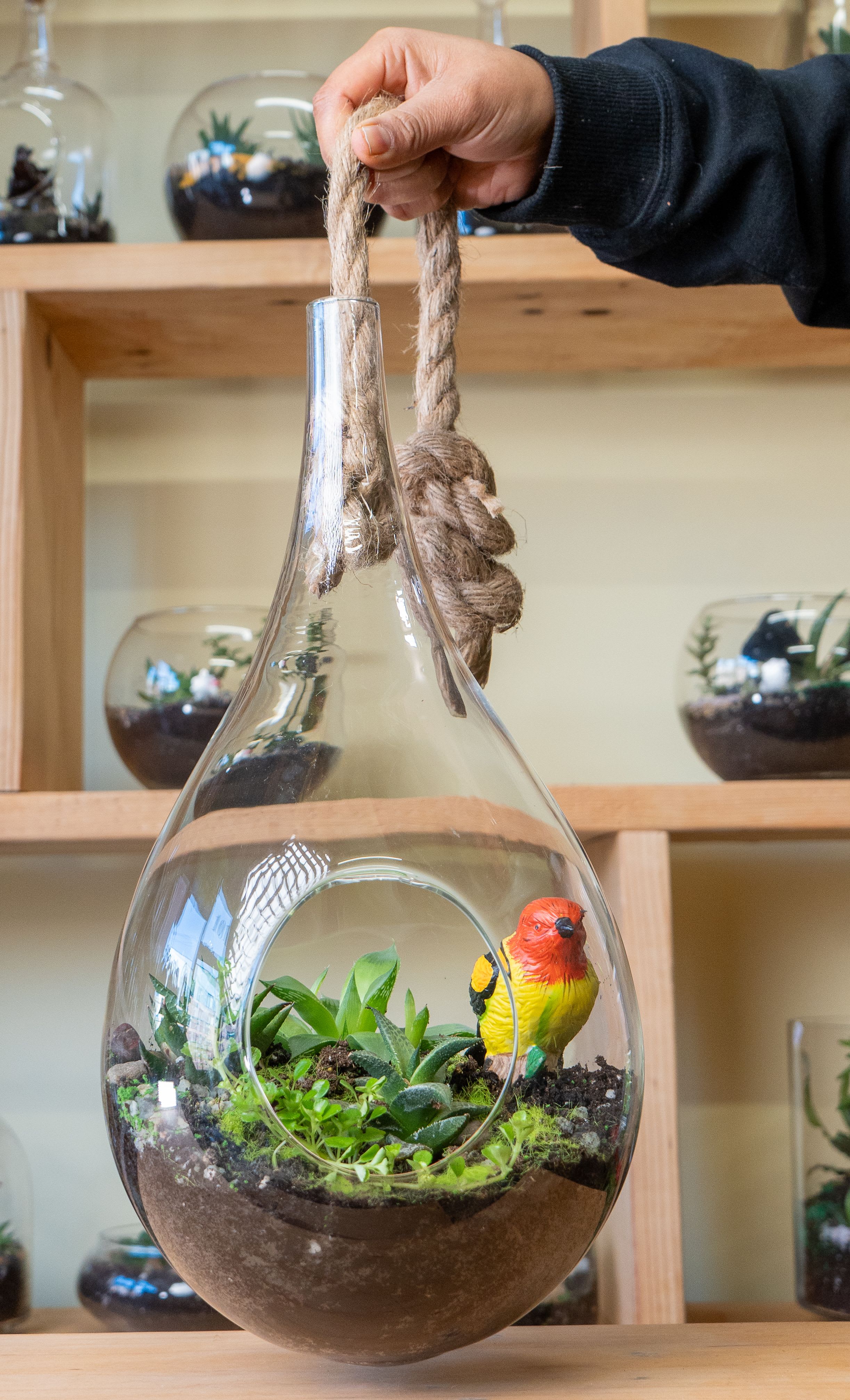 Hanging Large Teardrop Terrarium with Giant Airplant - Self-contained, miniature ecosystem inside a clear glass container, often with a narrow neck, that recycles its own water and air, creating a humid microclimate for humidity-loving plants like ferns and mosses, requiring only indirect light and minimal intervention once established, acting as a living sculpture or educational tool for observing nature's cycles