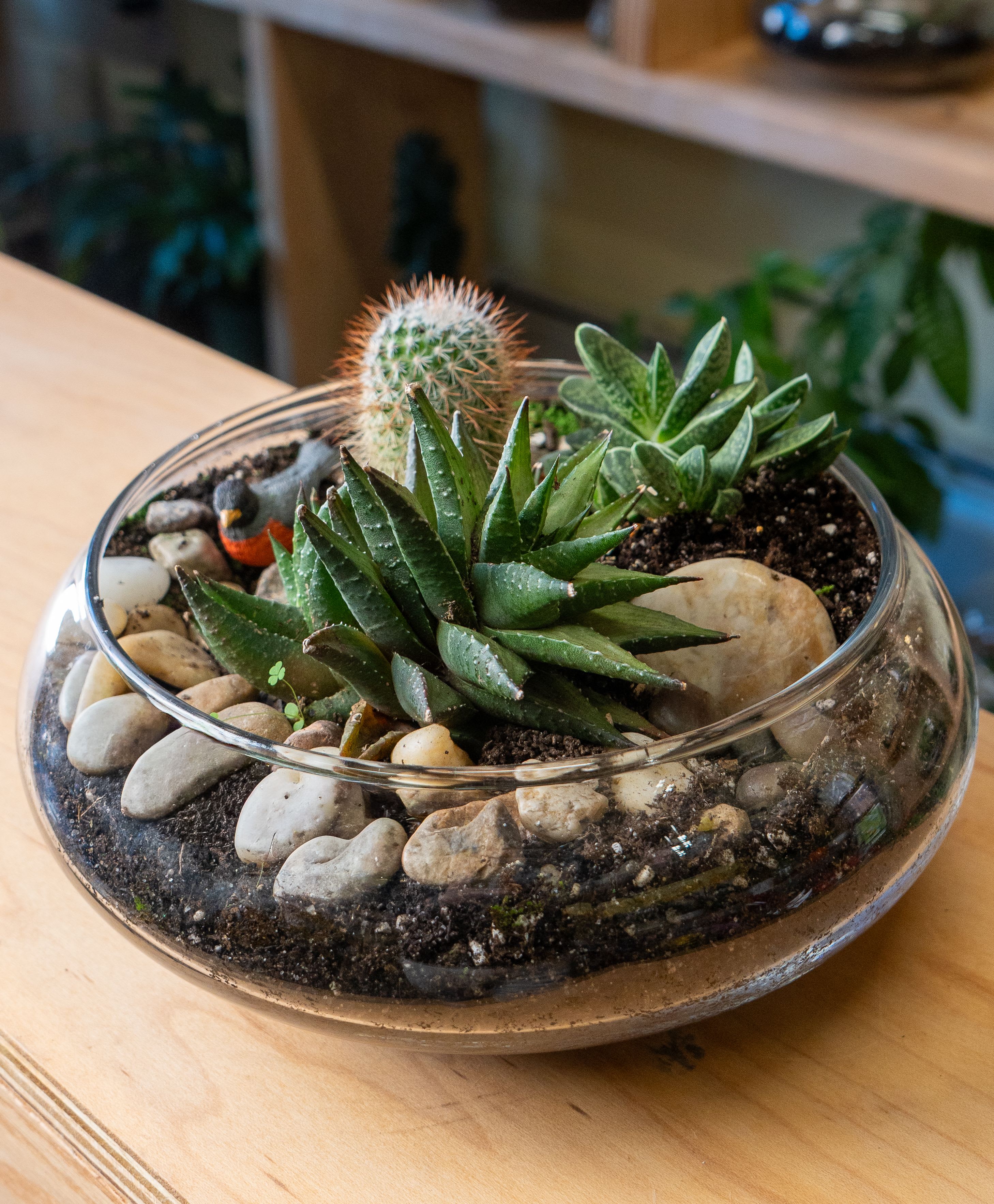 Open Bowl Terrarium  - Self-contained, miniature ecosystem inside a clear glass container, often with a narrow neck, that recycles its own water and air, creating a humid microclimate for humidity-loving plants like ferns and mosses, requiring only indirect light and minimal intervention once established, acting as a living sculpture or educational tool for observing nature's cycles