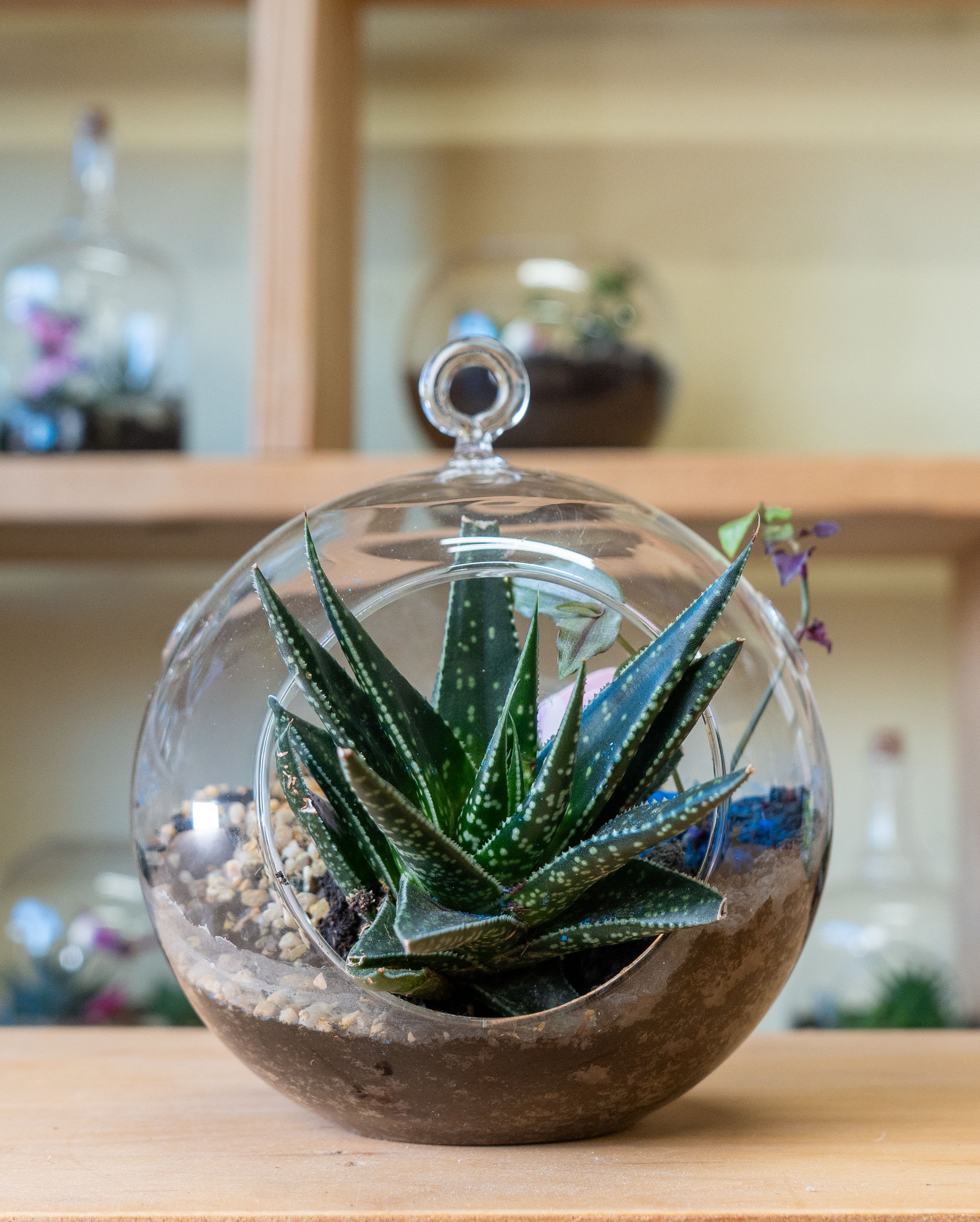 Small Hanging Moon Globe Terrarium - Hanging Terrarium self-contained, miniature ecosystem inside a clear glass container, often with a narrow neck, that recycles its own water and air, creating a humid microclimate for humidity-loving plants like ferns and mosses, requiring only indirect light and minimal intervention once established, acting as a living sculpture or educational tool for observing nature's cycles