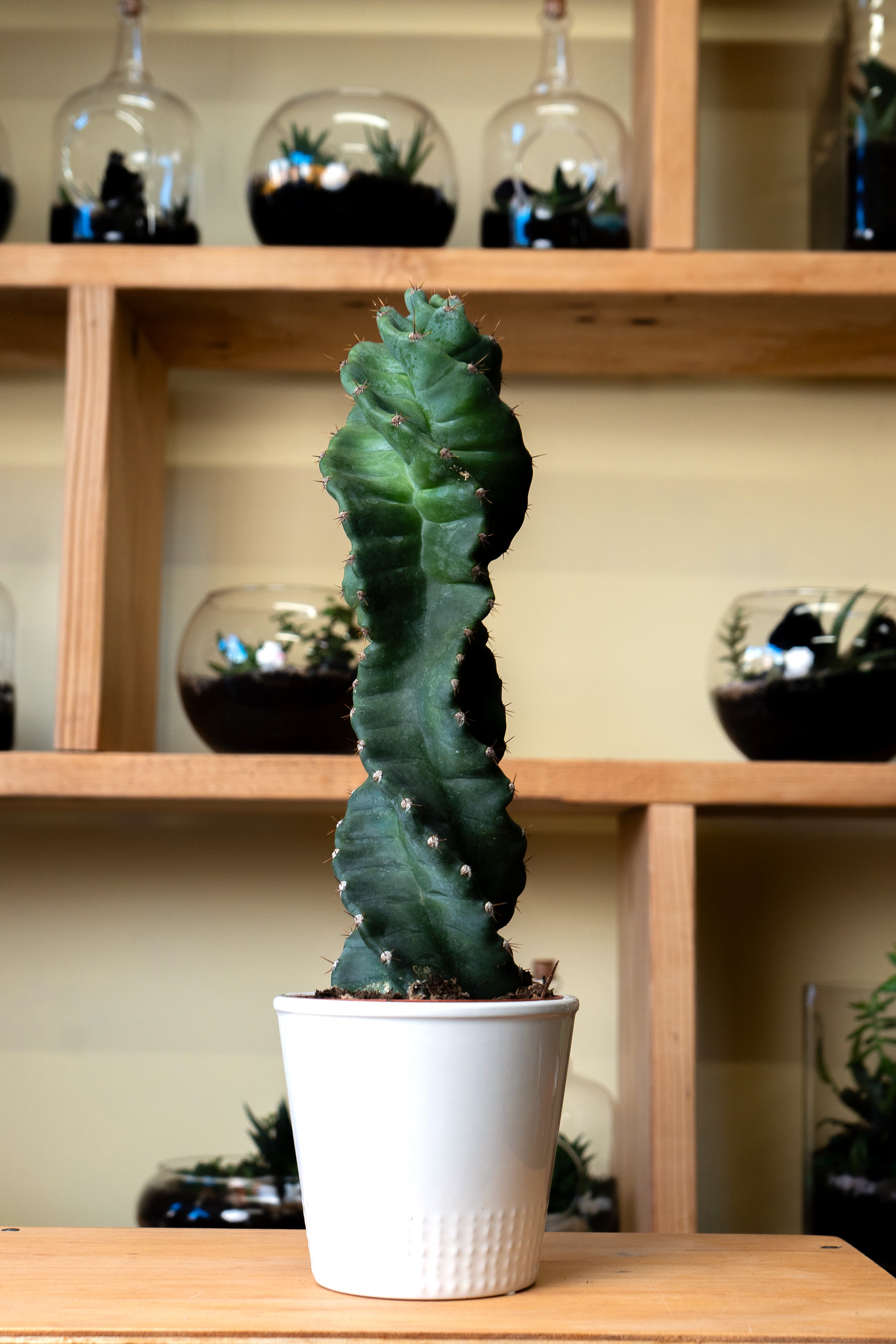 Storm Cactus  - his unique succulent is a botanical masterpiece, captivating plant enthusiasts and interior decorators alike. Officially known as Cereus forbesii 'spiralis', the Spiral Cactus is a rare plant that originates from South America.