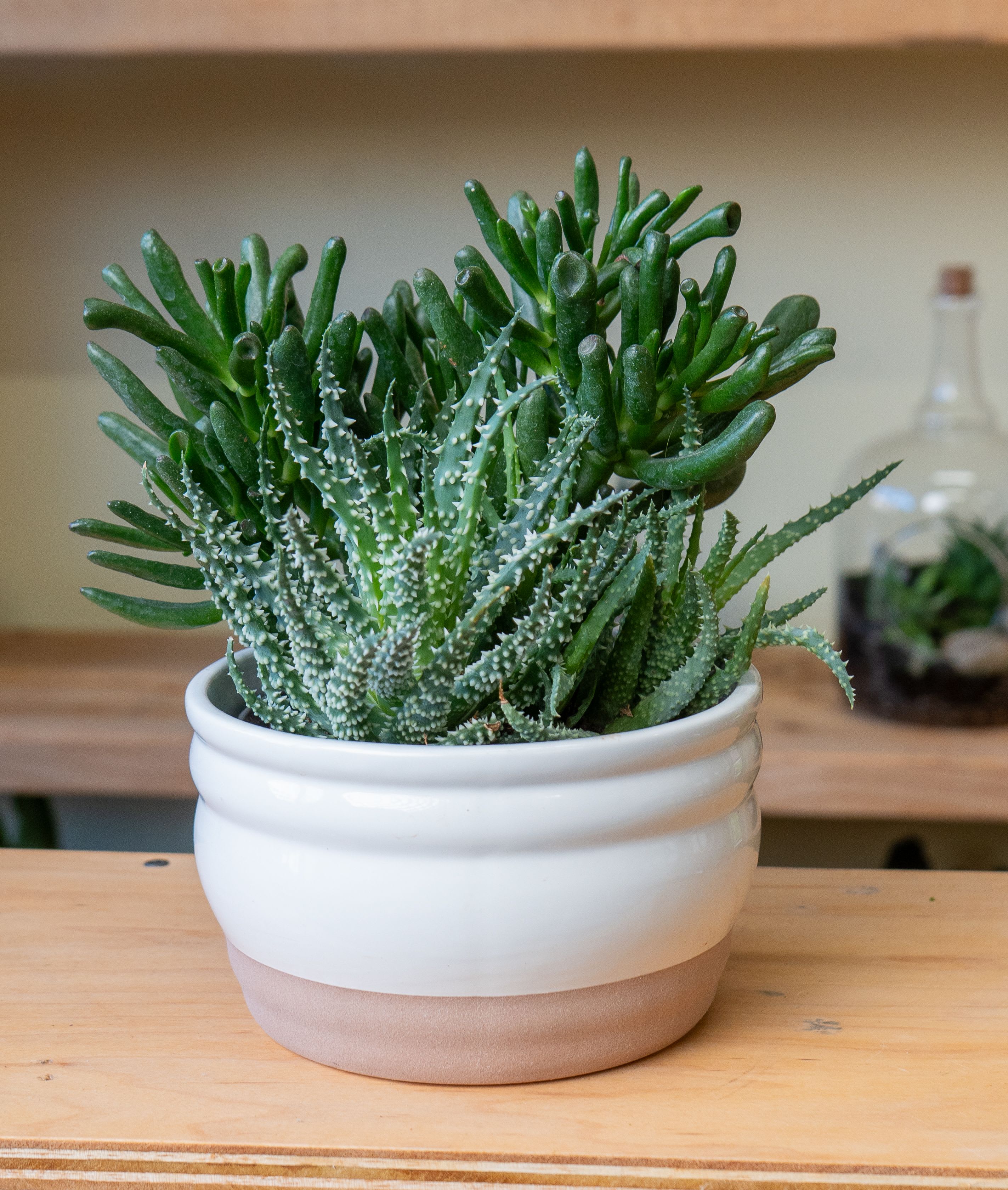 succulent garden pot - Combo Succulent pot 