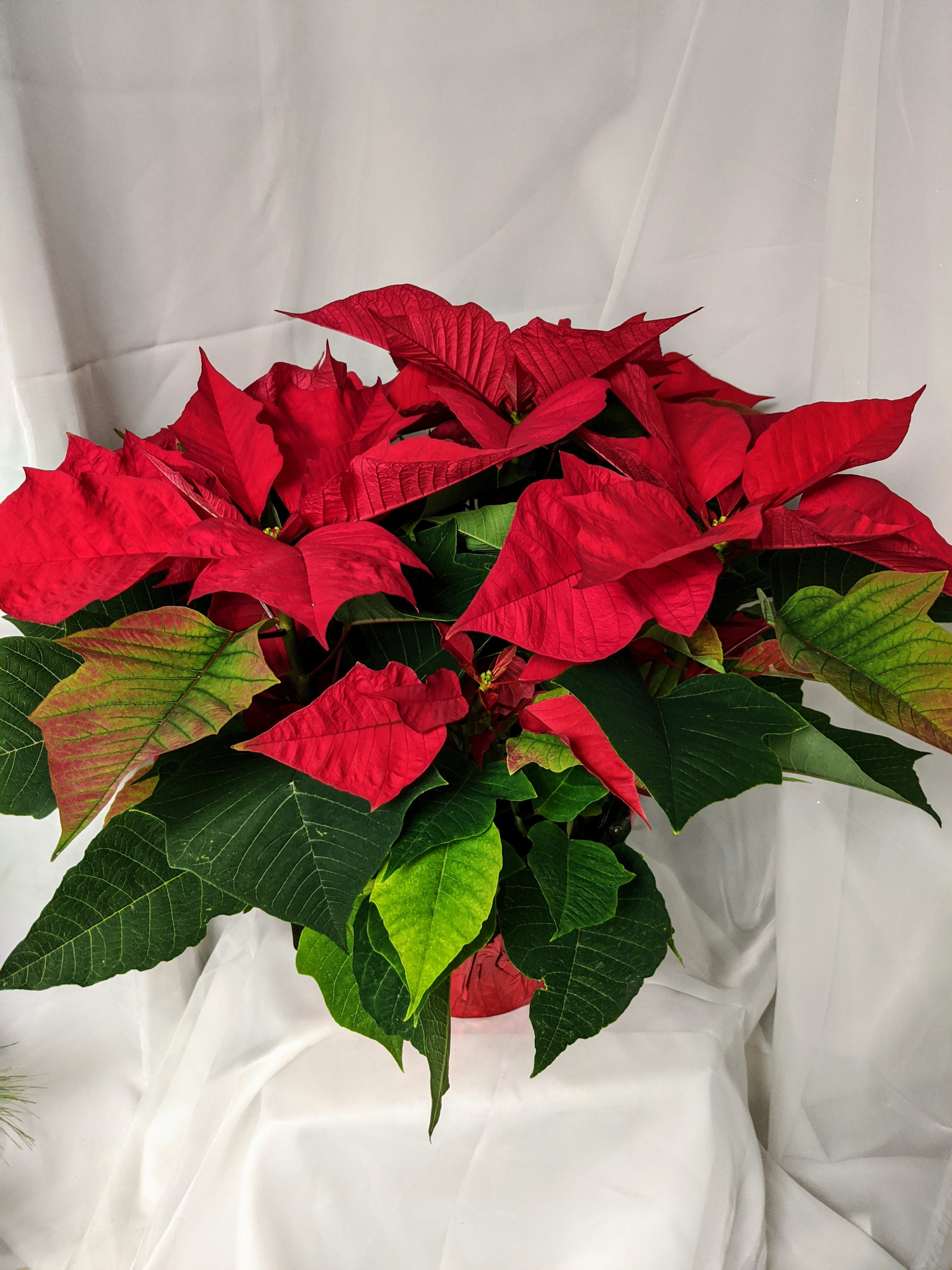 8 inch potted Red Poinsettia - Poinsettias are a staple during the Christmas season!  Give as a gift or for your own home. 