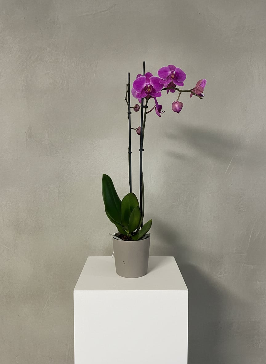 Blooming Orchid - Beautiful 5" blooming orchid in assorted colors