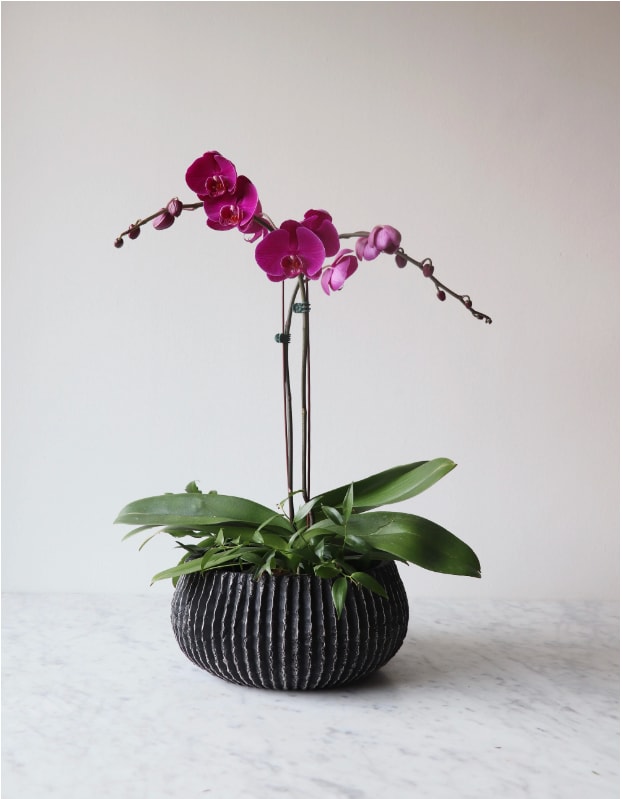Classic Phalaenopsis - This sophisticated double stem orchid plant is dressed with organic elements set in a contemporary pot.