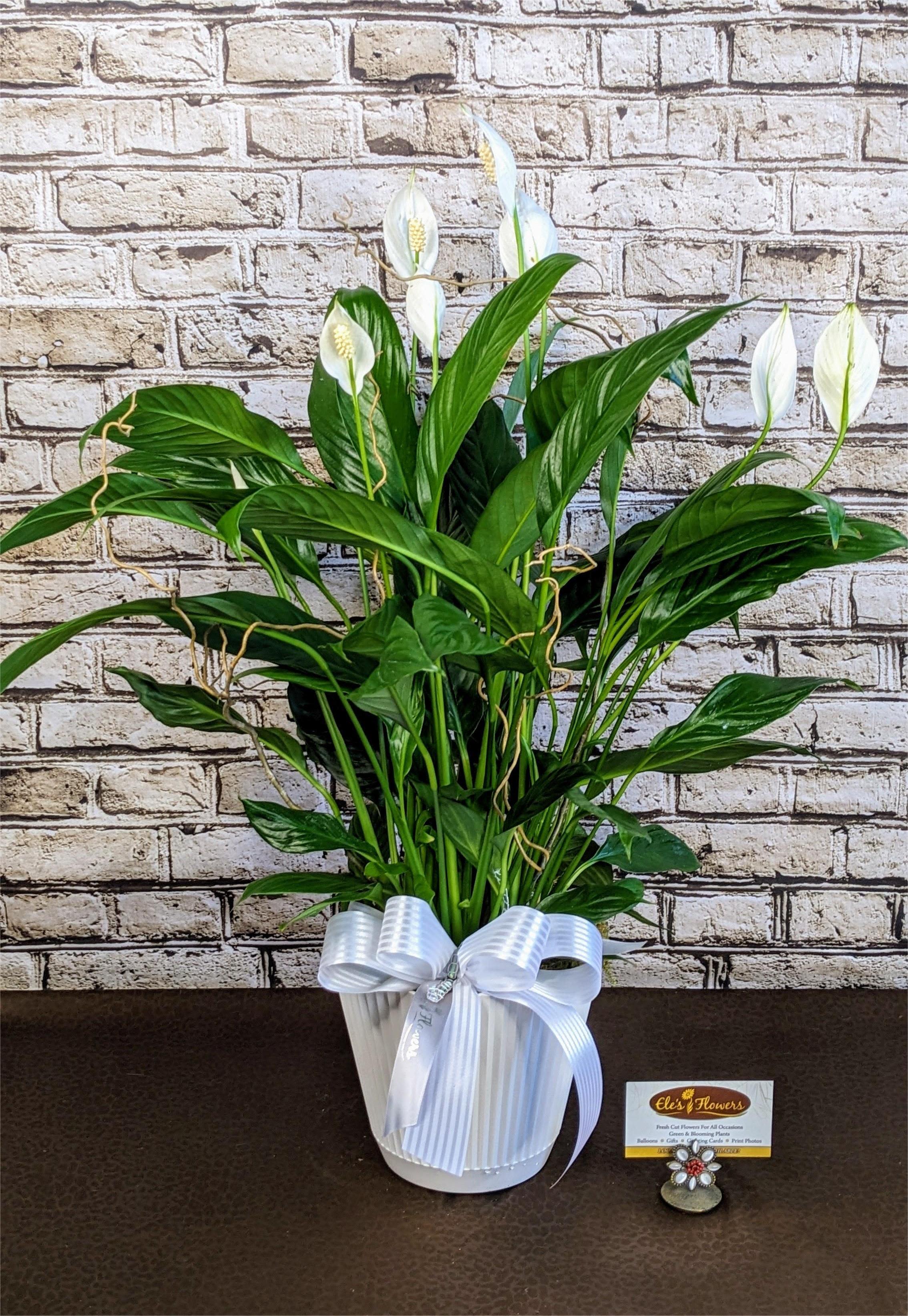 Elegant Peace Lily - 6" Planter - The Peace Lily is a popular, easy-to-care-for houseplant known for its glossy green leaves and elegant white blooms, which symbolize peace and tranquility. Ideal for low to medium light conditions, it also helps purify the air, making it perfect for homes and offices. Peace lilies prefer consistently moist soil but shouldn’t sit in water. They’re a great choice for adding beauty and a calming presence to any indoor space. Keep in mind that all parts of the plant are toxic if ingested, so take care around pets and children. Care instructions are provided.   Standard Price: Includes basket or container with ribbon. Deluxe Price: Includes basket or container with ribbon and added embellishments.  Approximate Dimensions: 27"H x 20"W 