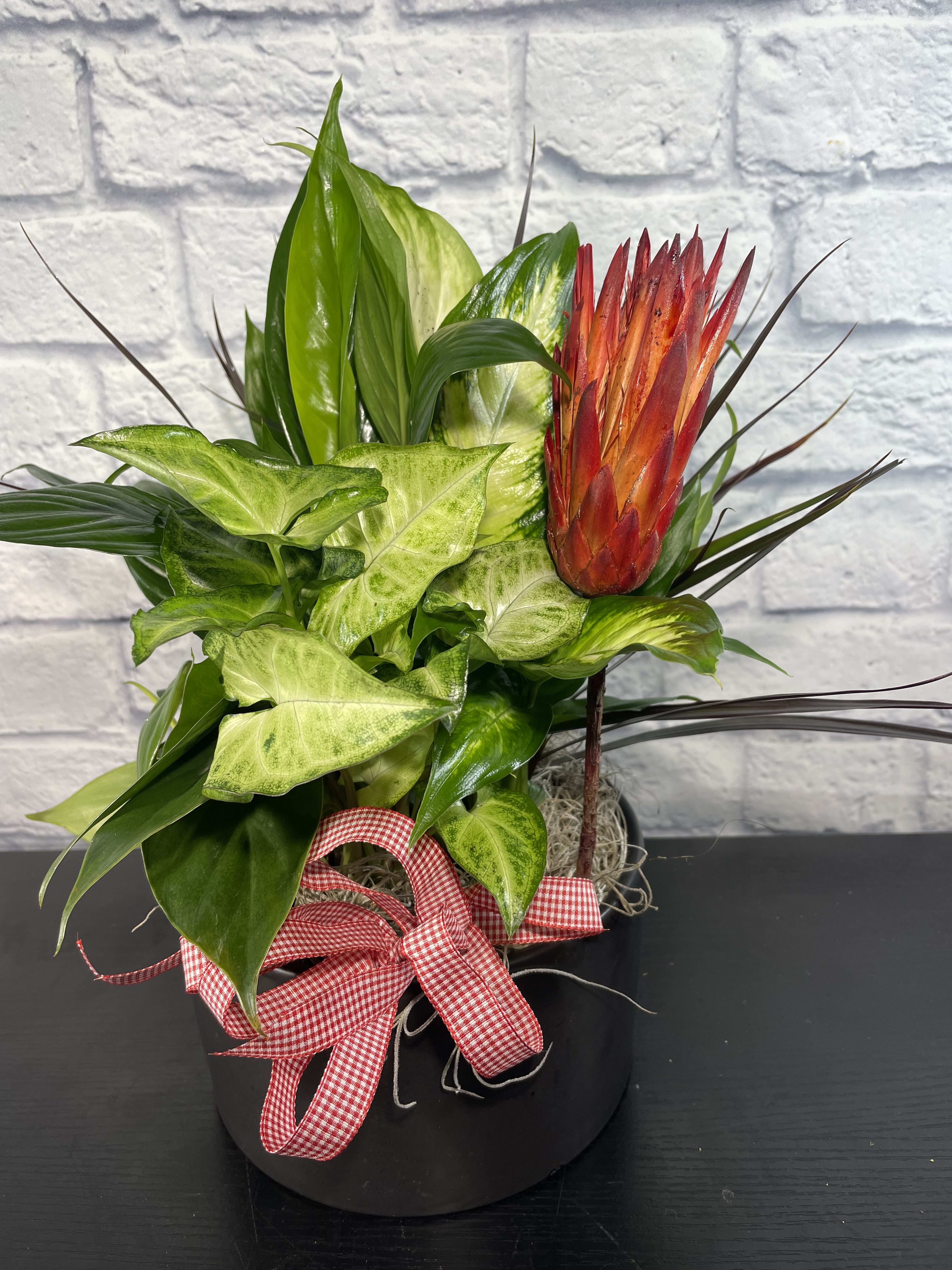 Fresh Plants - For STANDARD price, you can receive a 8 inch dish garden in a metal, basket, or ceramic planter. For DELUXE price, you can receive a 10 inch dish garden, in a metal, basket, or ceramic planter. For PREMIUM price, you can receive a 12 inch dish garden, in a metal, basket, or ceramic planter. It is perfect for those who want a plant all year long! These plants should stay green no matter what season it is and they don't take a lot of care. Perfect for those friends who wish they had a green thumb.  We love to give our florists the ability to design how they please, Flower type, color and container type may vary upon inventory. 