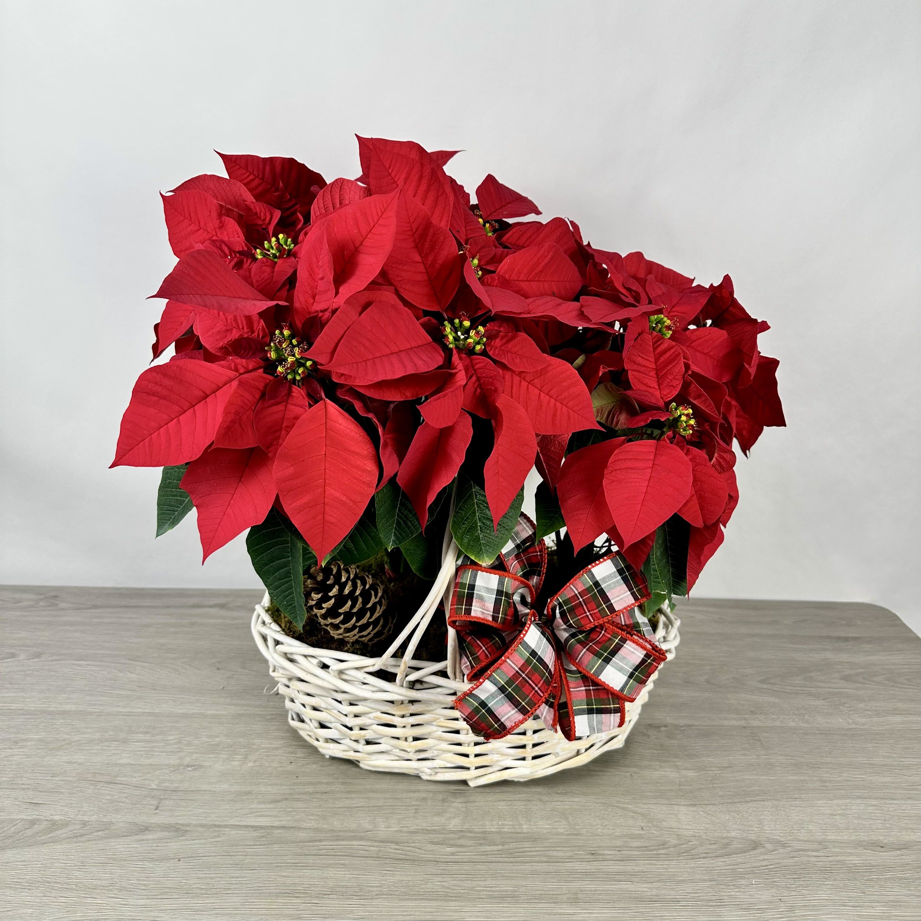 Christmas Poinsettia   - .