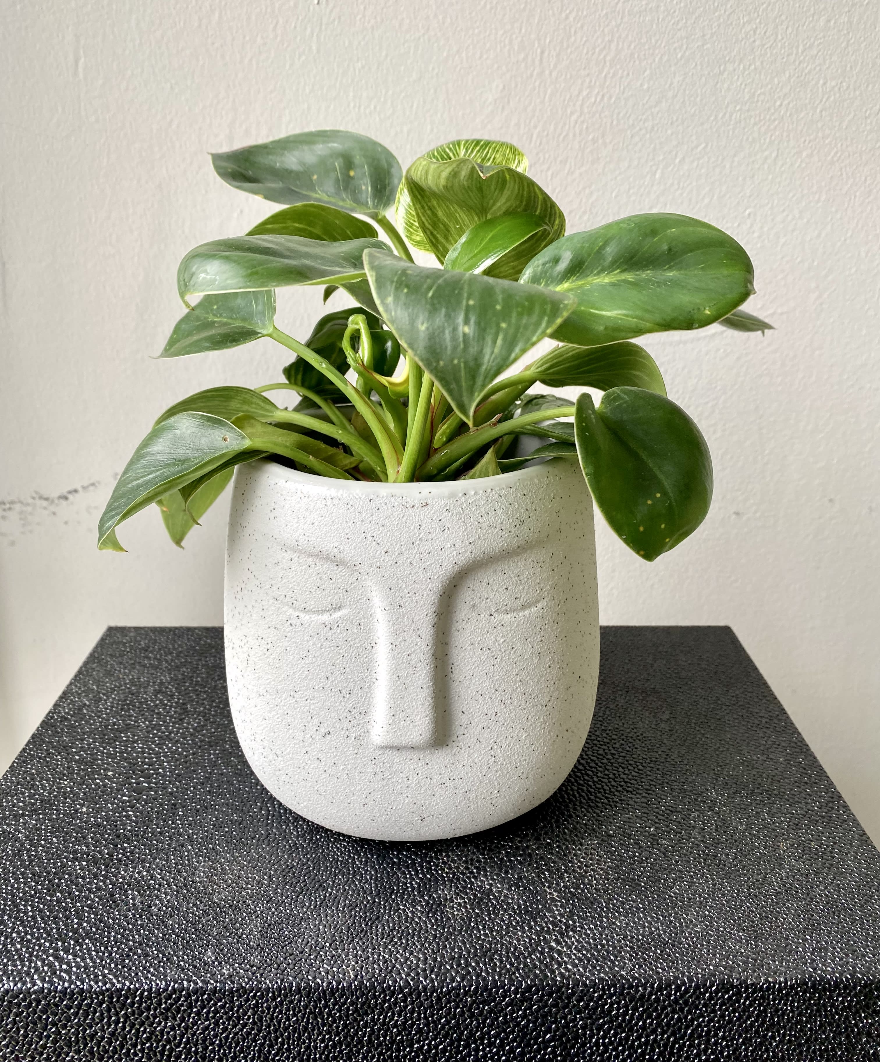Perfect Gifting Plant. (plant type may vary) - Hearty plant in ceramic face planter. 