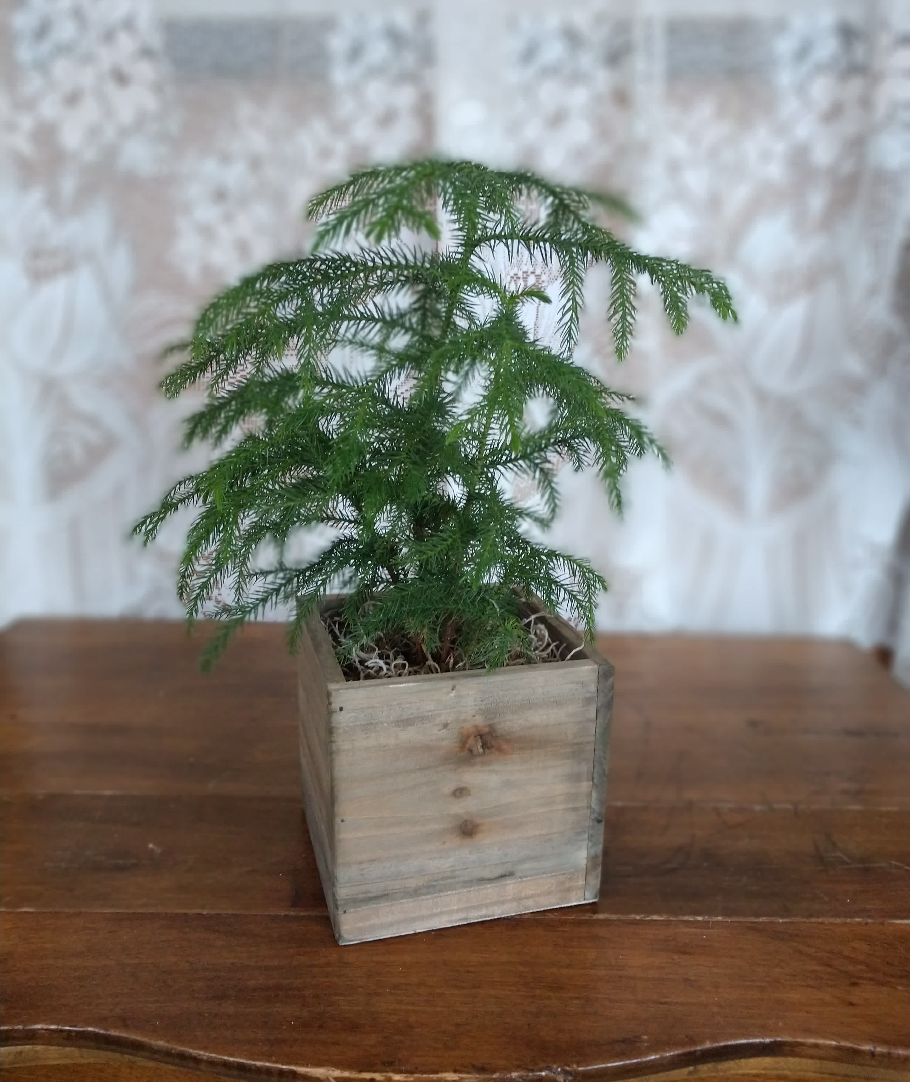 Small Norfolk Island Pine - This delicate and soft indoor pine will make anyone smile. Designed in a woodland planter box