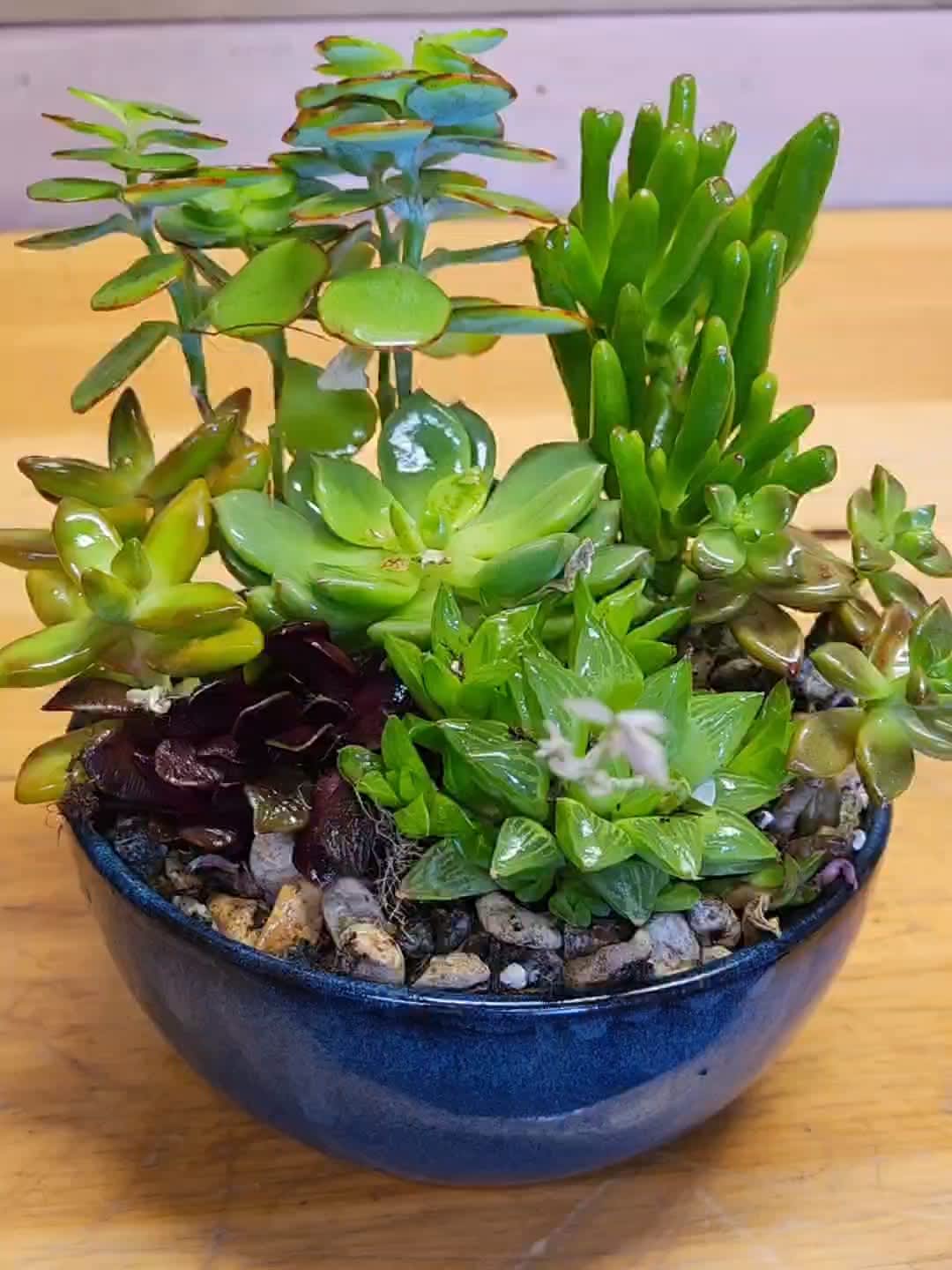 Petite Succulent Garden  - Enjoy a wonderful variety of succulents, easy care and life time of enjoyment. 
