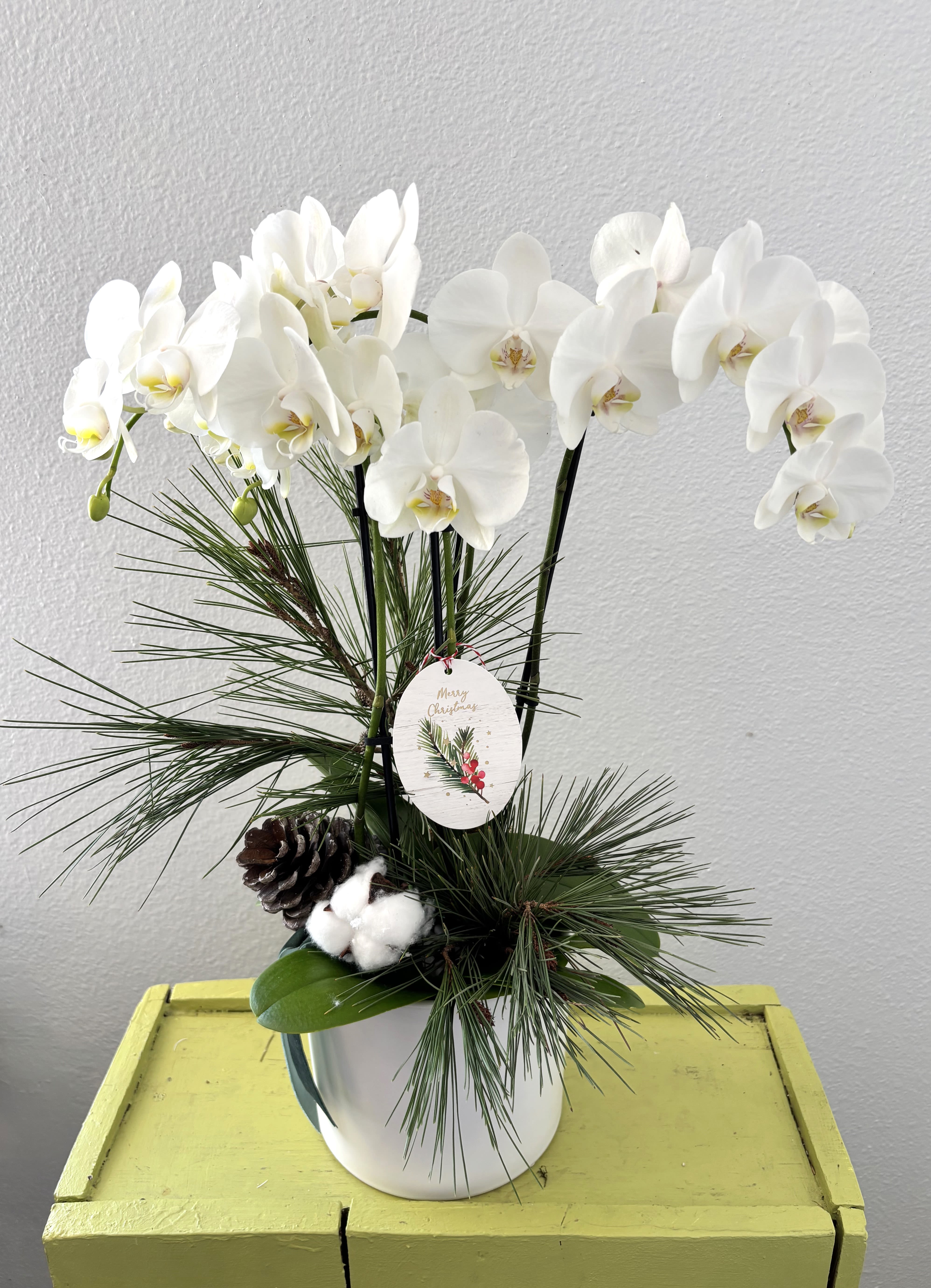 The Winter Orchids  - White Phalaenopsis Orchids featuring Christmas greens and pinecones. 