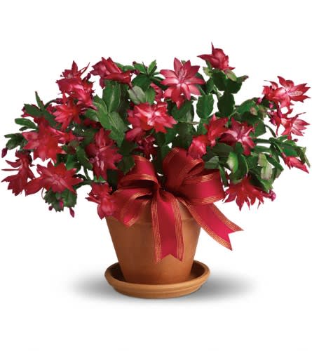 Zygo (Christmas) Cactus - *Just received brand new delivery of these in the best colors! Peach, Pink, Coral, Orange!! Specify the color you would like to send and we will do our best. Distinctively different the Christmas cactus is an outstanding gift to send for the holidays. It's delivered brilliantly ready to celebrate the season and with a bit of TLC it will blossom for years to come. Two Christmas cacti are delivered in a terra-cotta pot with matching saucer and wrapped with a bright red satin bow.Approximately 17 1/2" W x 14 1/2" H Orientation: All-Around As Shown : T123-3A