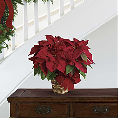 Poinsettia Live Plant - The Red Poinsettia Plant is a classic holiday staple known for its vibrant, star-shaped foliage. While often mistaken for petals, the iconic red sections are actually modified leaves called bracts, which surround the tiny yellow flowers at the center. Any option will be delivered in a wicker basket and an elegant bow to enhance your plant.  Pink Poinsettia is a sophisticated and vibrant twist on the traditional holiday plant. With velvety petals that unfurl in a range of colors, the pink poinsettia exudes sophistication and charm.  A white poinsettia is a graceful and elegant variation of the traditional holiday plant, often chosen for its clean, wintry aesthetic. While the "blooms" appear to be white petals, they are actually large, creamy white bracts that surround the small yellow flowers at their center.  ** Please choose a color and an alternative for substitution.** (Standard is a small plant; Deluxe is a medium plant; Premium is a large plant).