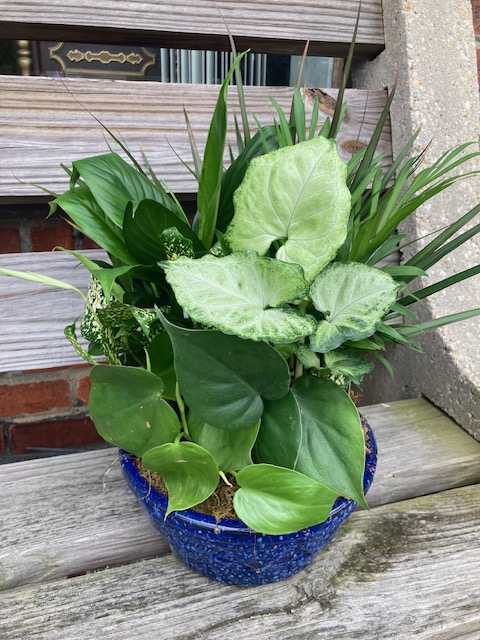 Mixed Plant Garden | Dish Garden - Lush Variety Houseplants. For Any Occasion. Comes in ceramic container. Color of container based on availability.