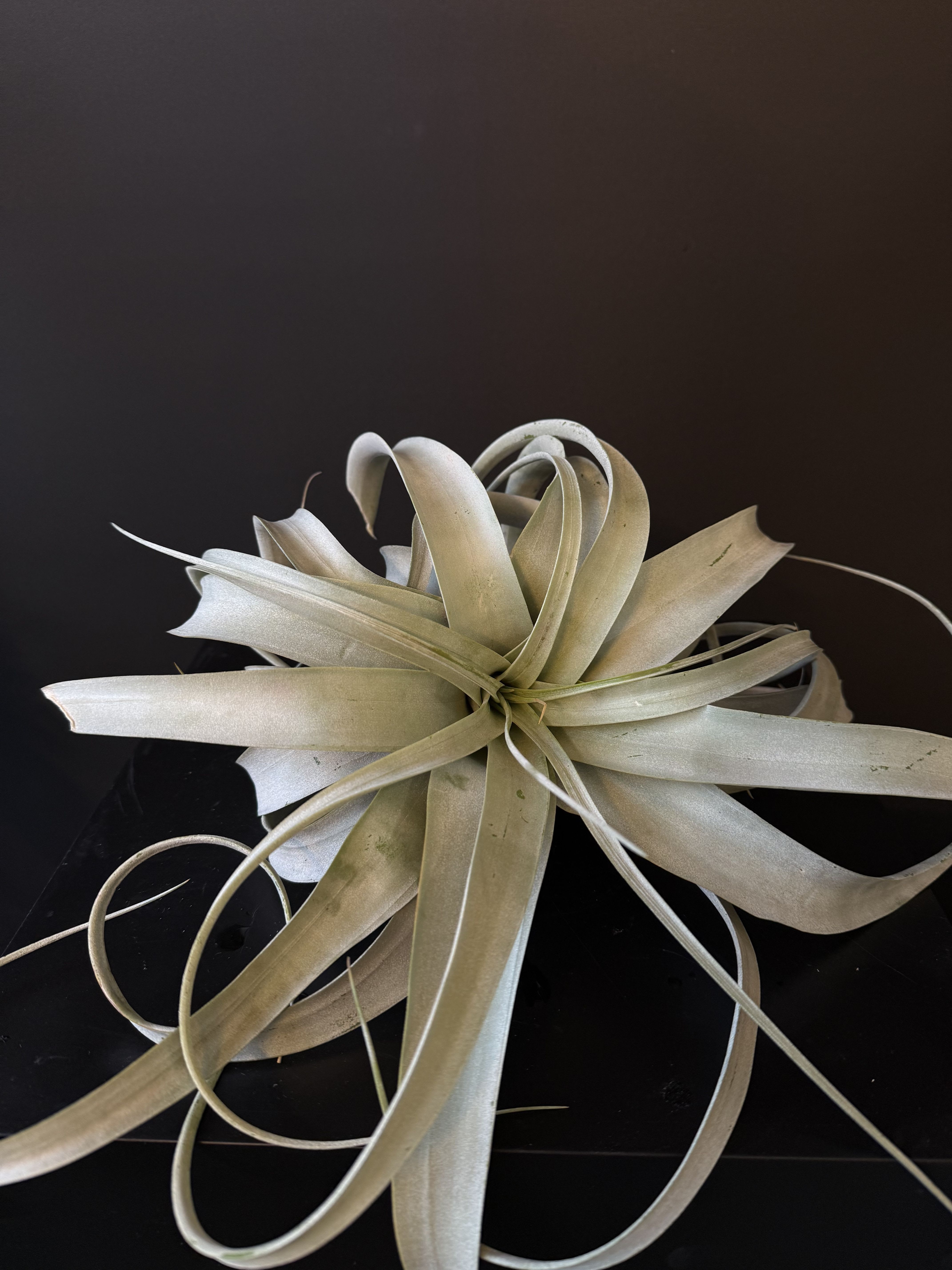 Xerographica Large - Tillandsia xerographica - Air Plant