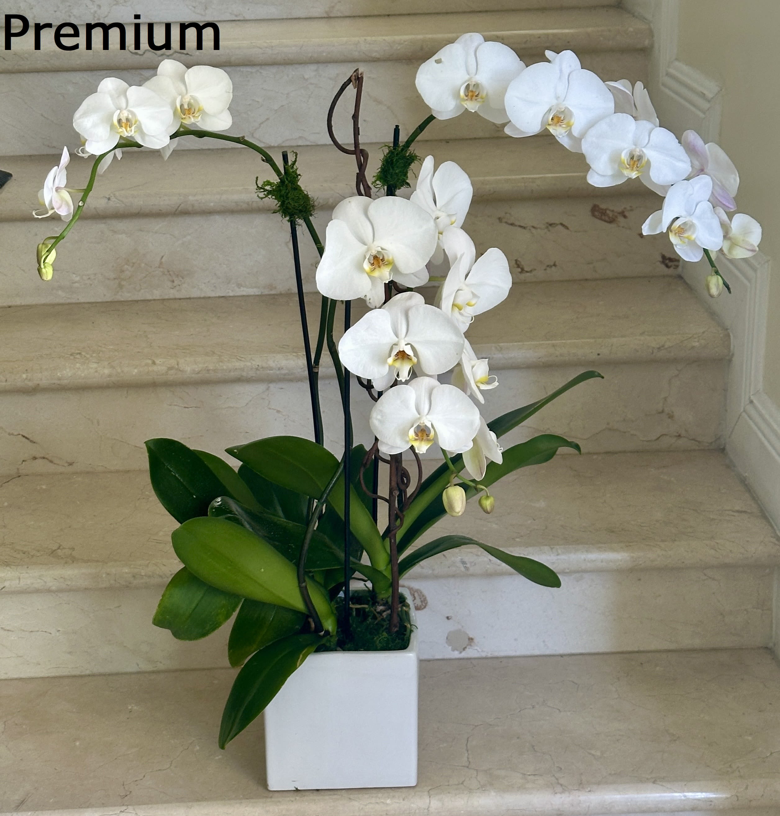 3 Orchids Plants Select arranged in a ceramic container. Elegant, fresh, and easy to care for.  - Elegant 3 Orchids Plants (Select) in white arranged in a ceramic container. A timeless and graceful gift for any occasion. Deluxe Upgrade: Includes extra decorative touches for added charm. Premium Upgrade: Features taller orchids and enhanced decorations for a fuller, more luxurious look.