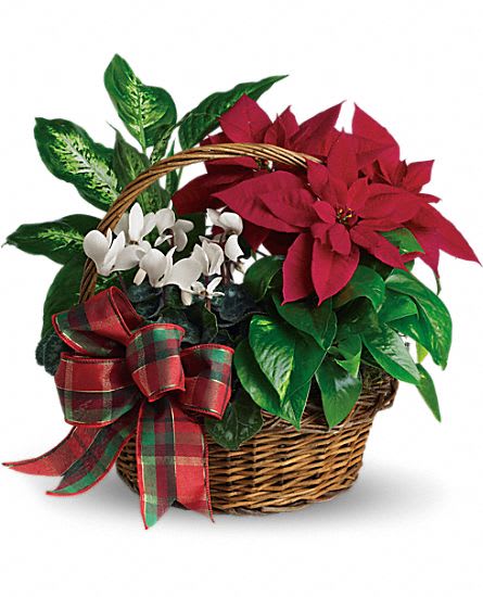 Holiday Plant Dish Garden Basket - Festive Holiday Homecoming Basket filled with plants and poinsettias. Please allow 24 hours notice for delivery.